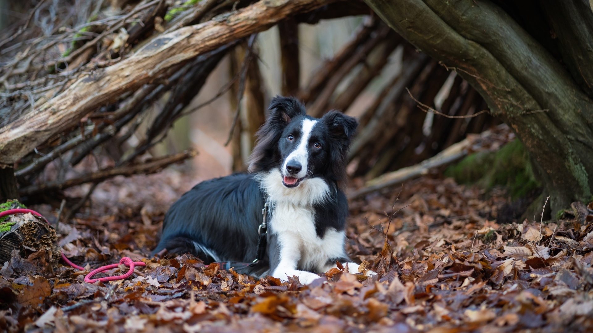 Собака породы бордер колли лежит на листве в парке 