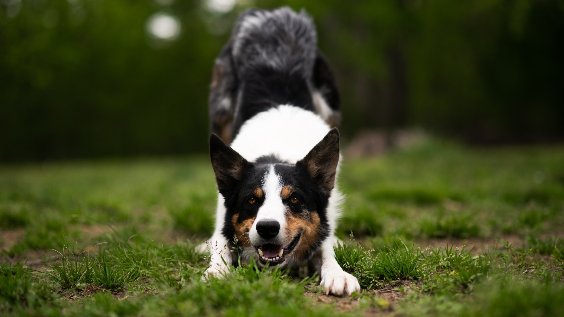 Собака бордер колли играет на траве