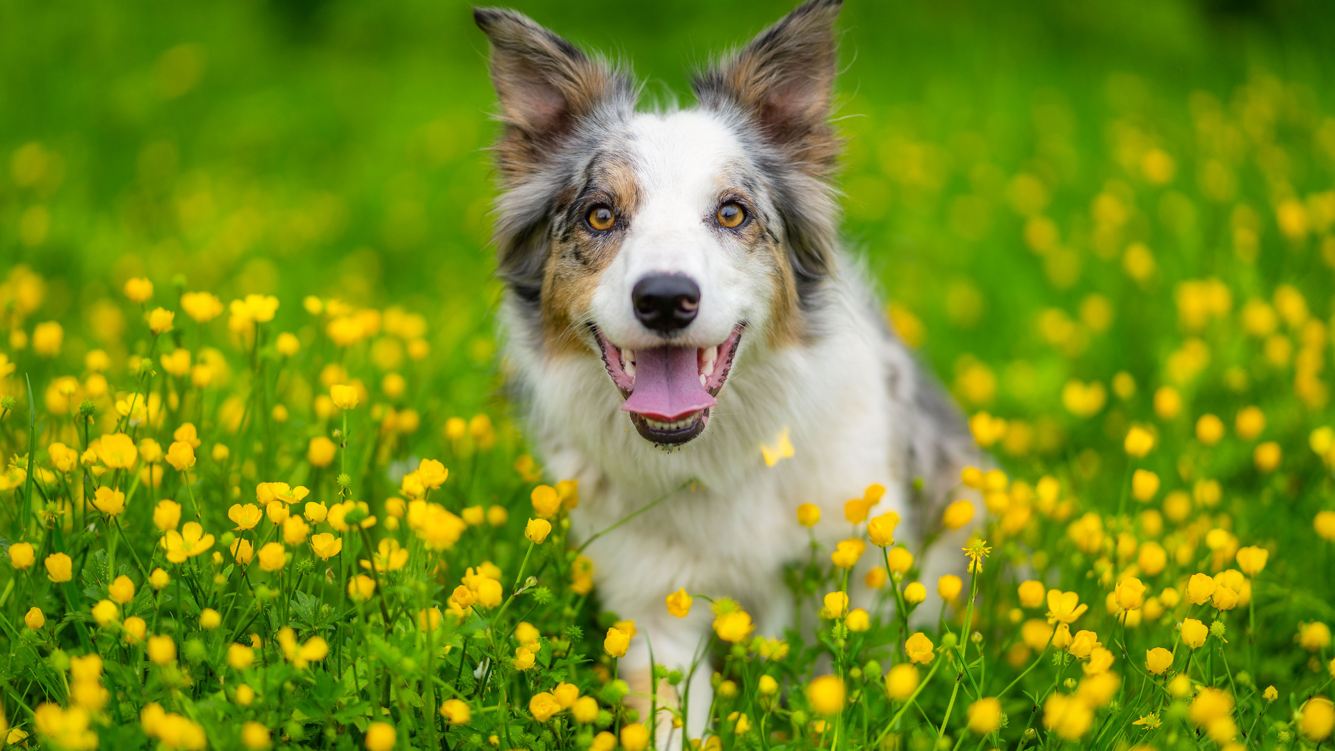Бордер колли с высунутым языком сидит в траве