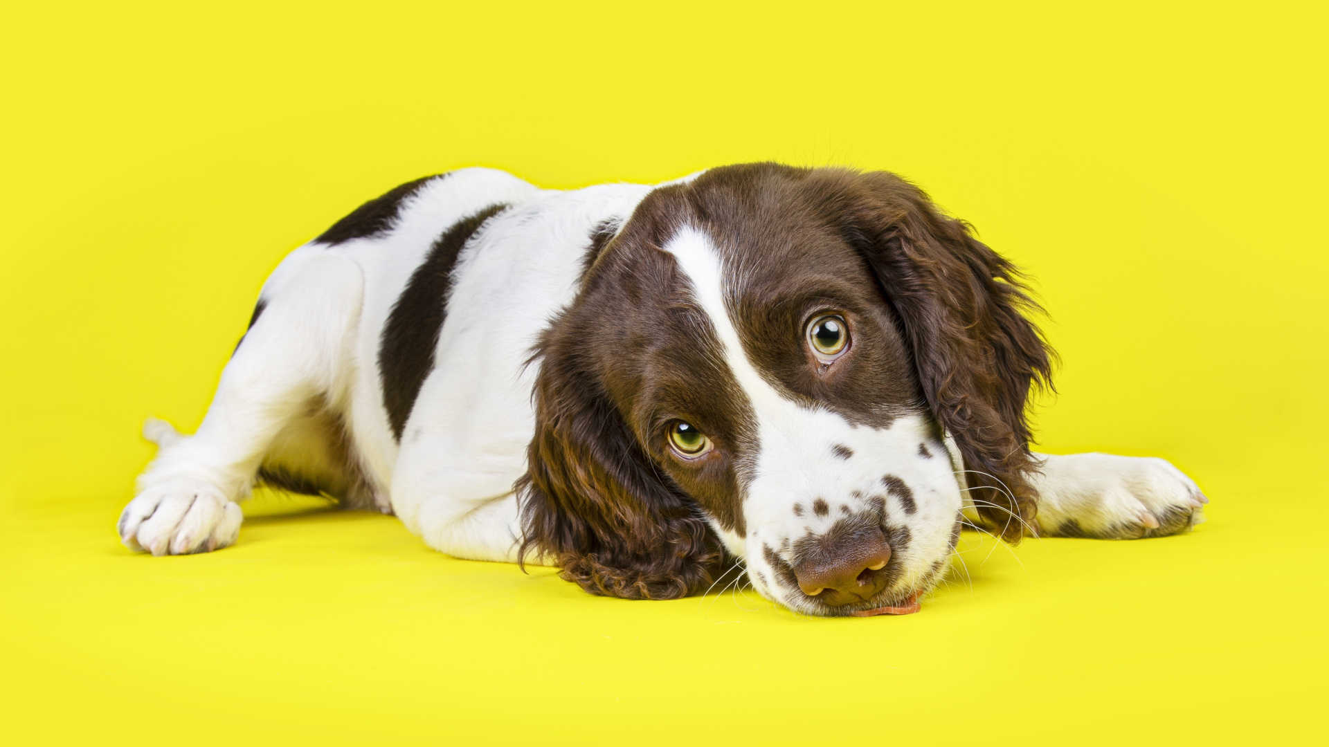 Милый щенок спаниеля на желтом фоне