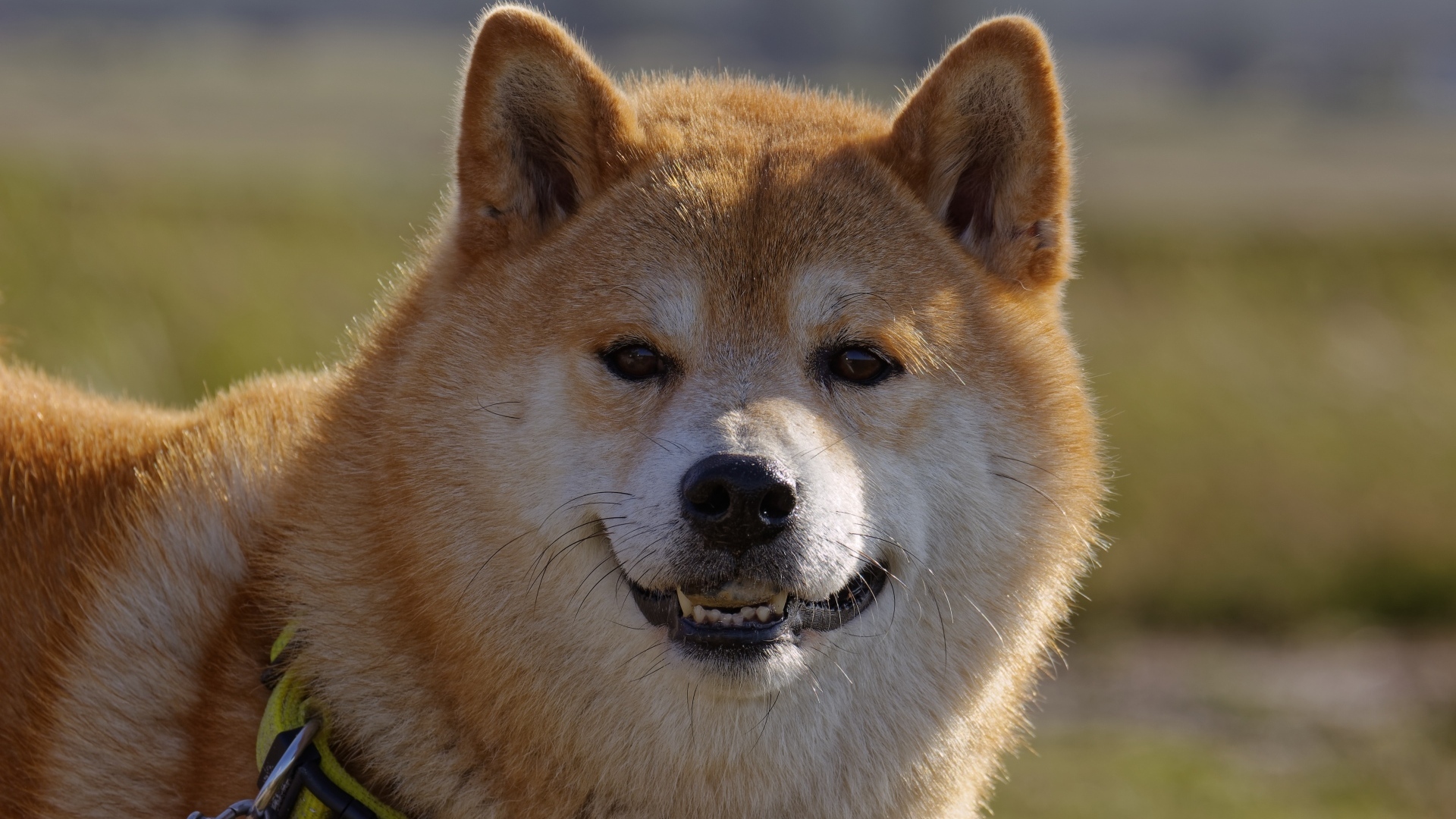 Пушистый пес породы акита ину с ошейником