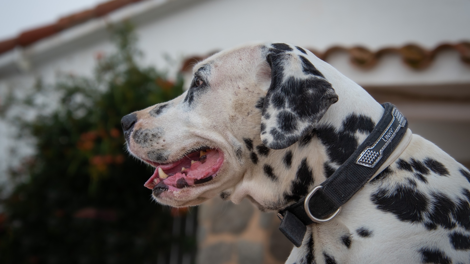 Большой пятнистый далматин в ошейнике