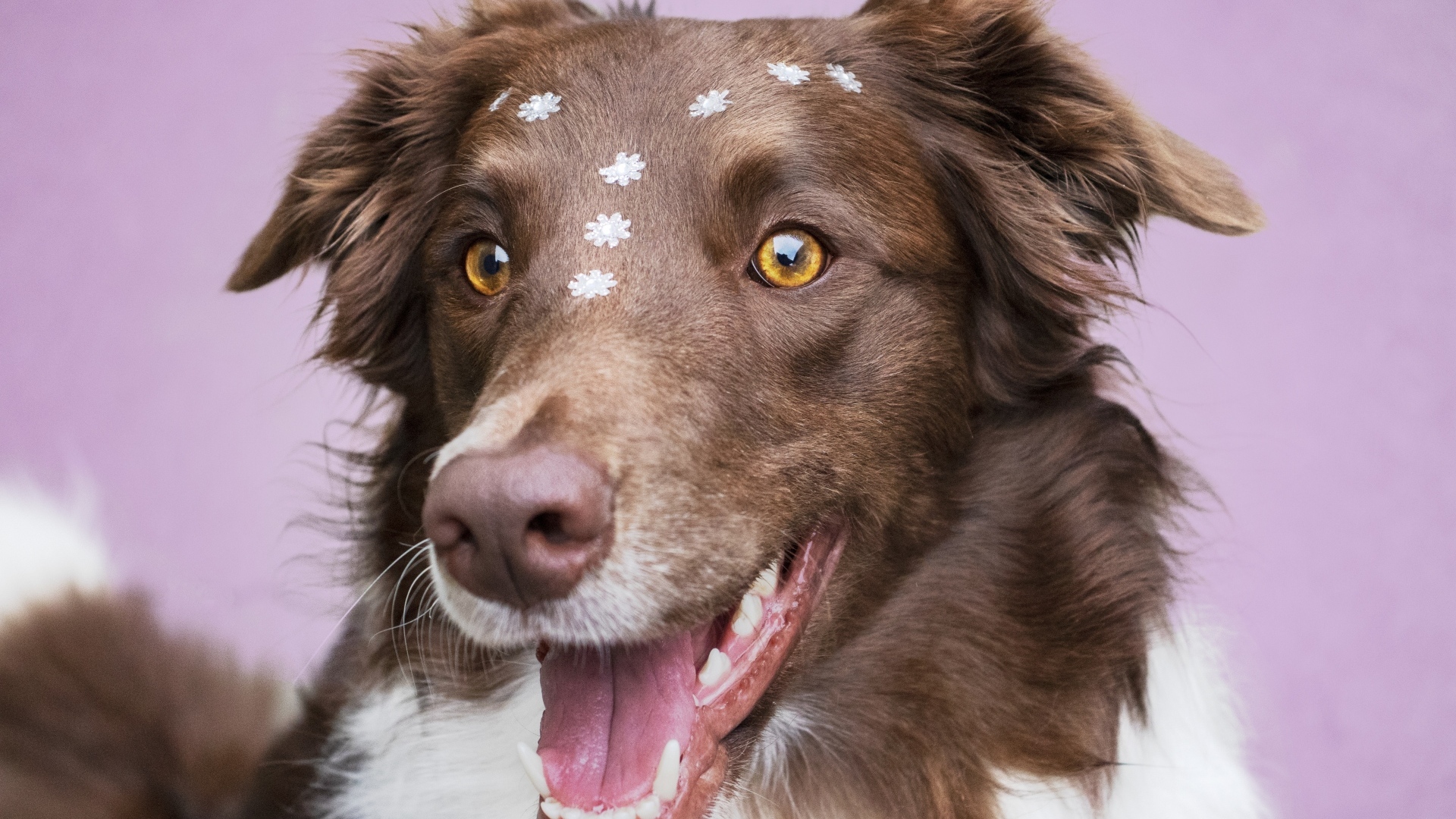 Довольный пес породы бордер колли