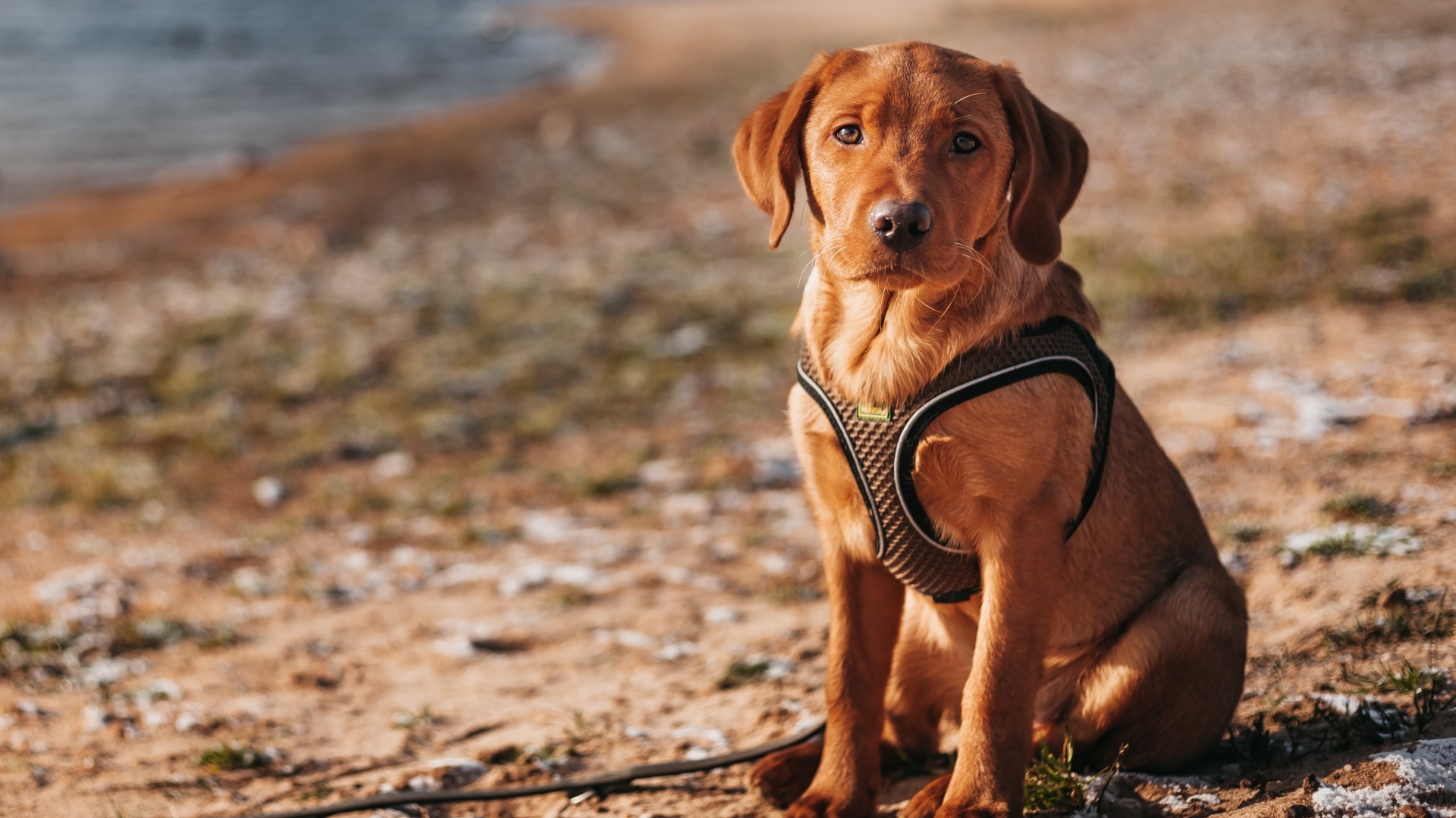 Маленький лабрадор сидит на песке