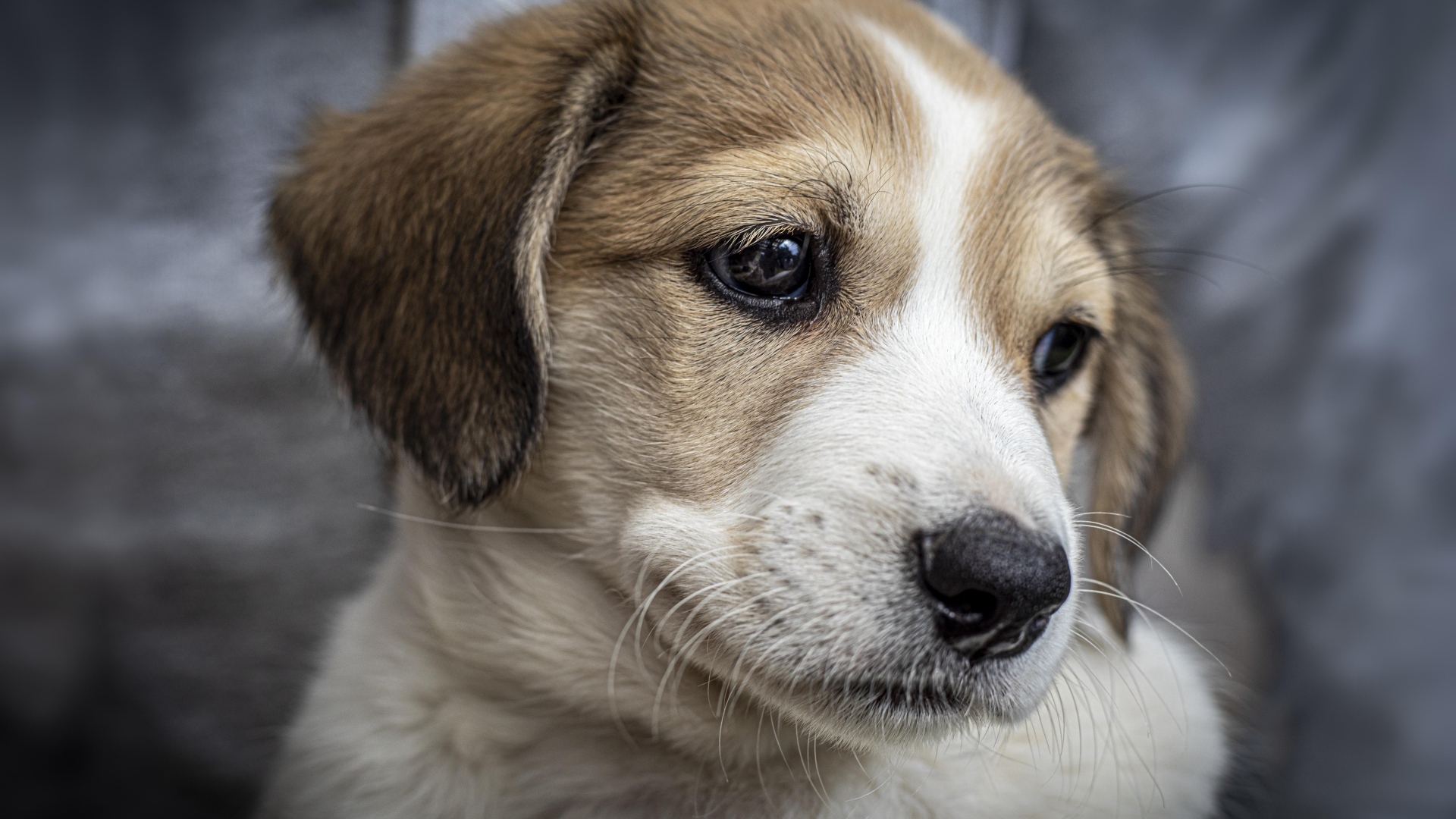 Маленький грустный щенок крупным планом