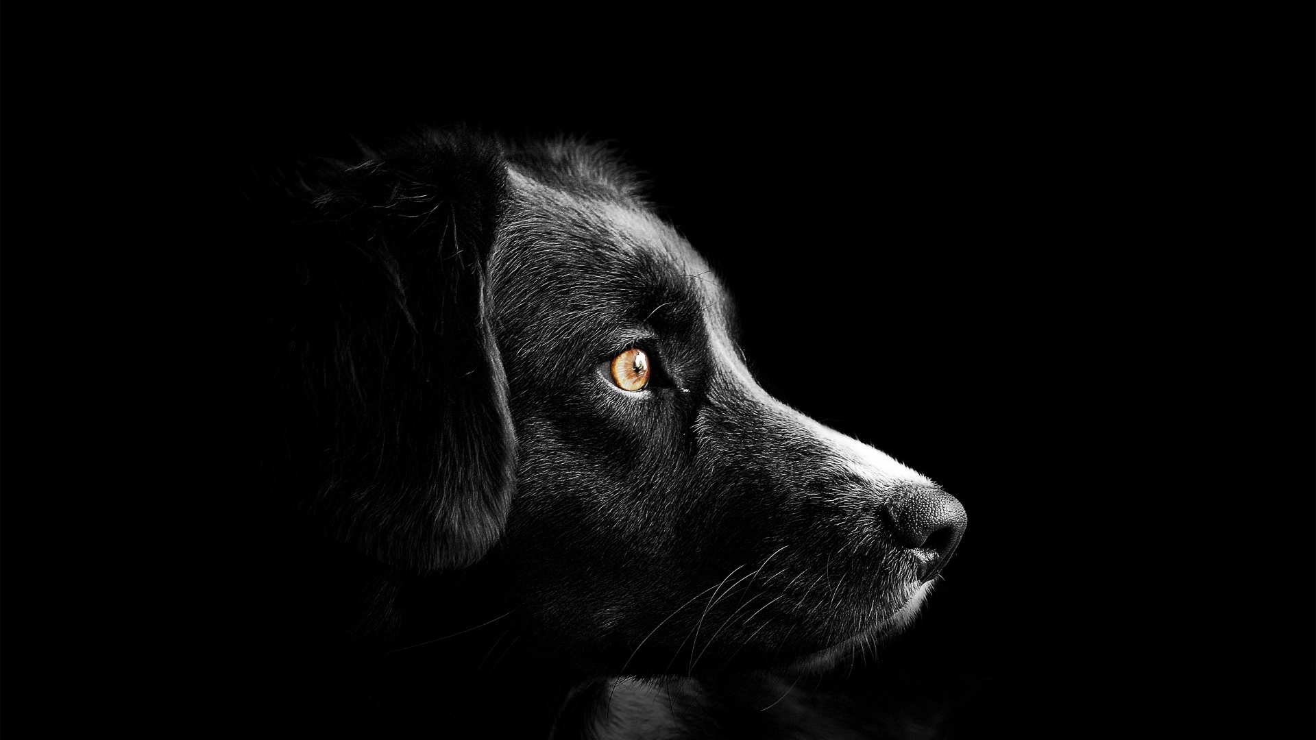 Морда пса на черном фоне