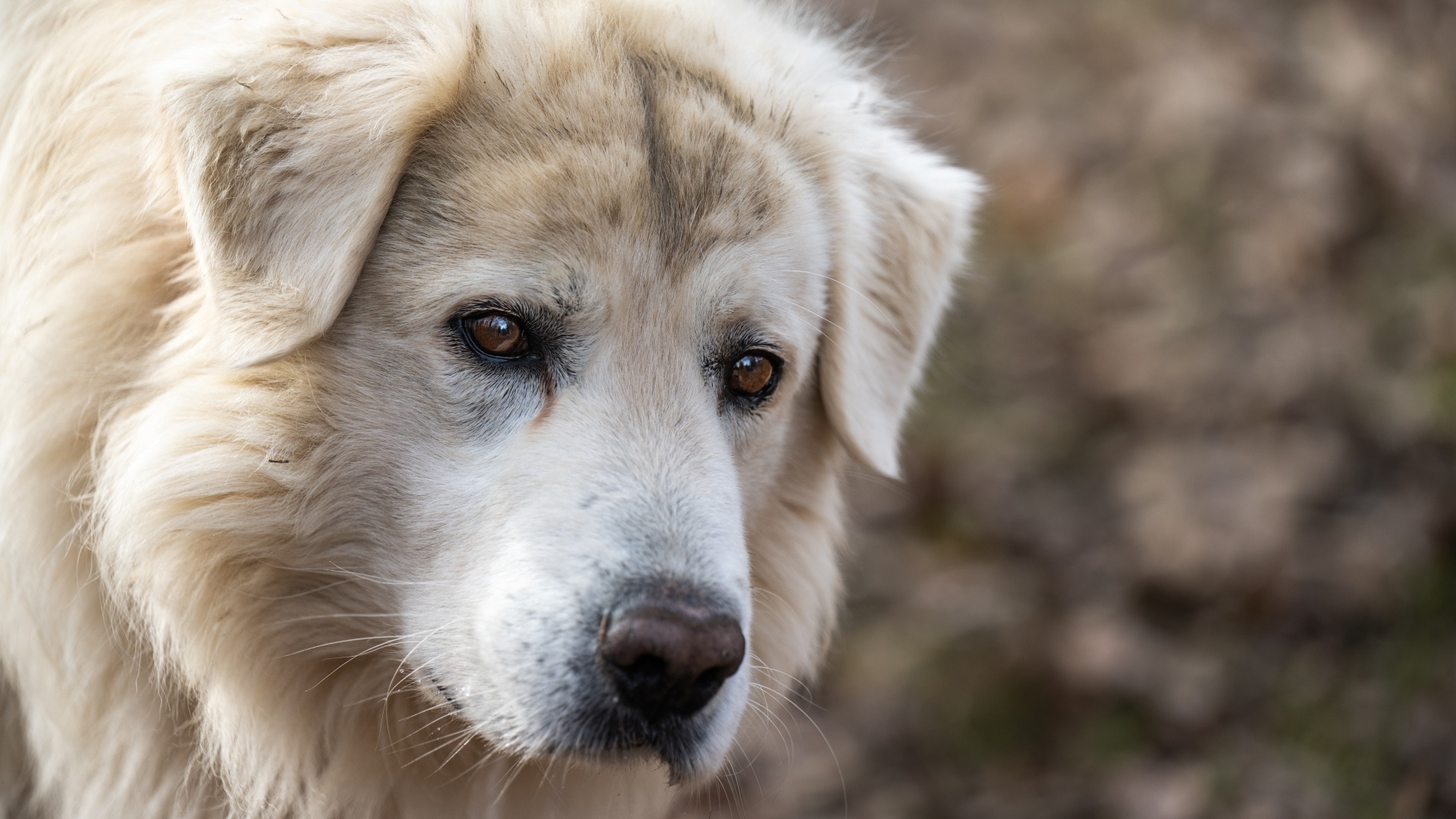 Старый белый пес с грустными глазами