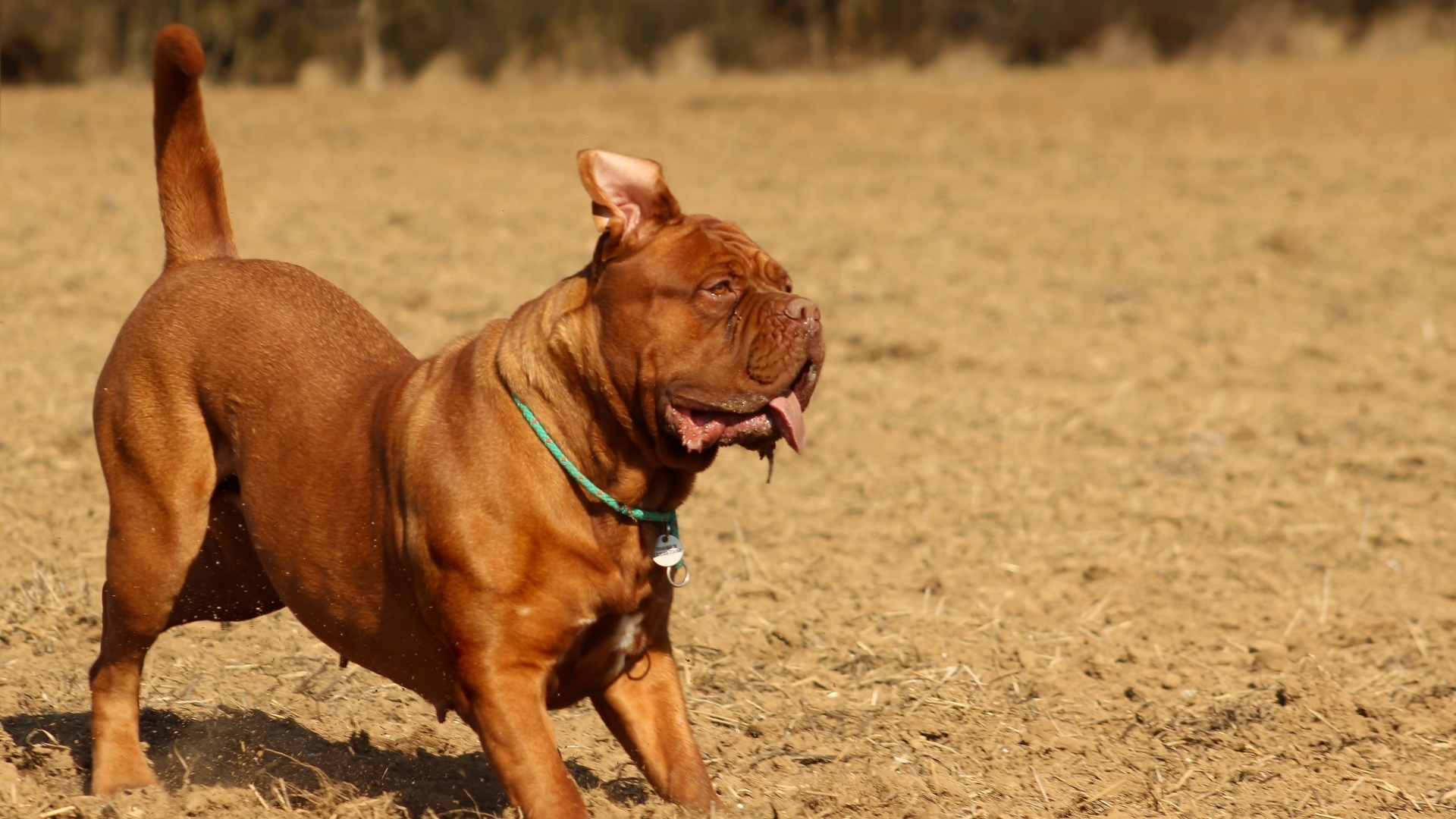 Породистый коричневый пес играет 