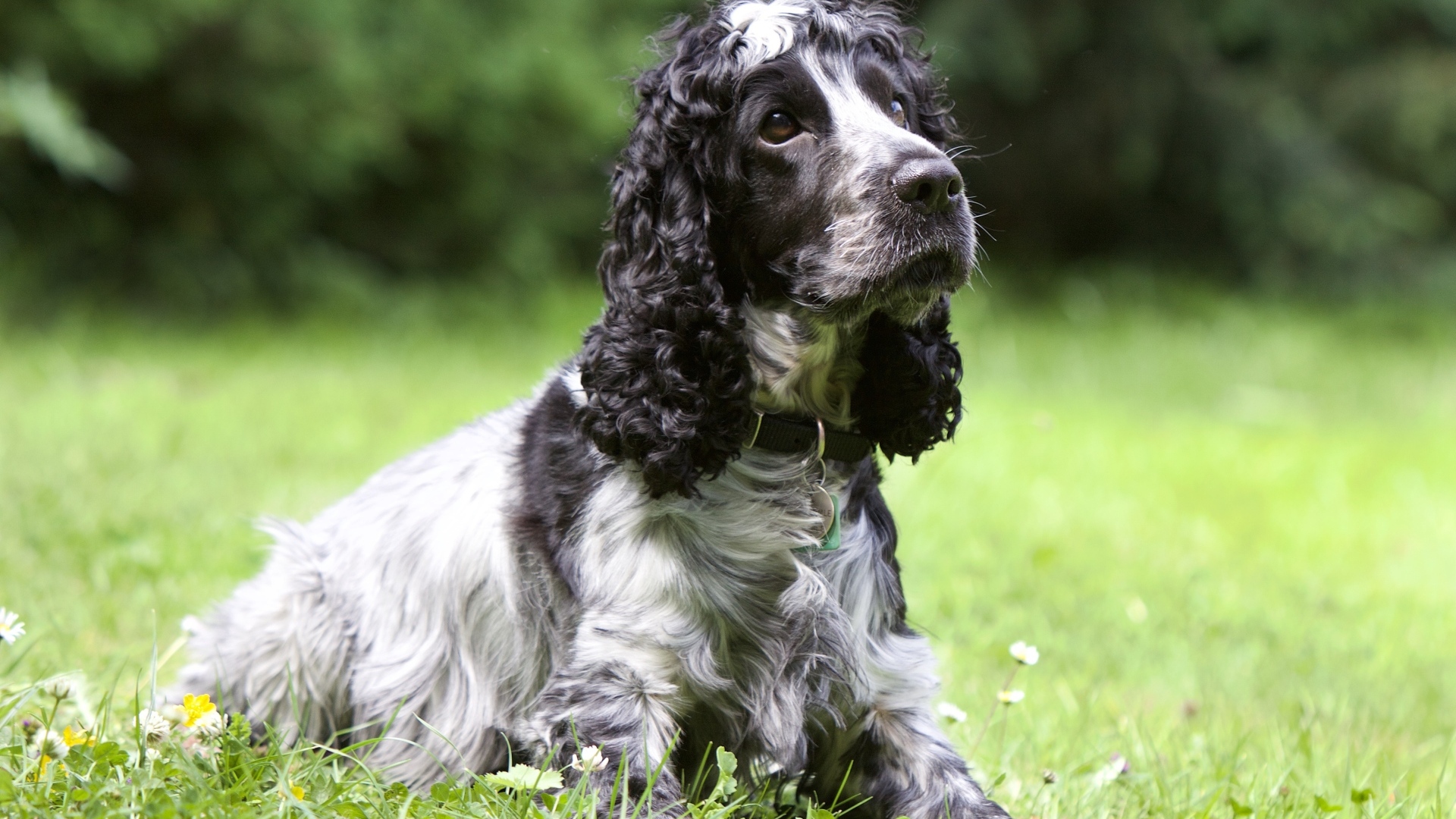 Грустный кокер спаниель лежит на траве