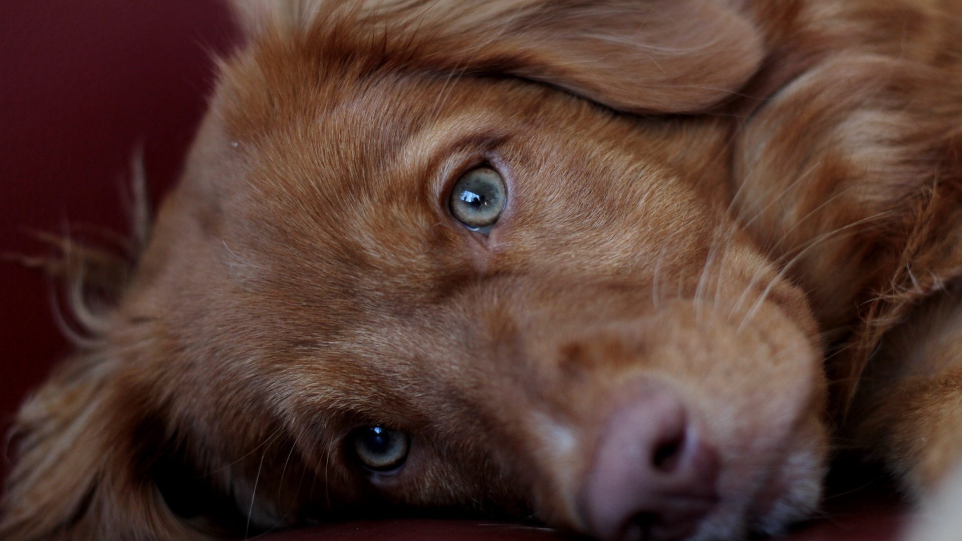 Грустный коричневый пес крупным планом