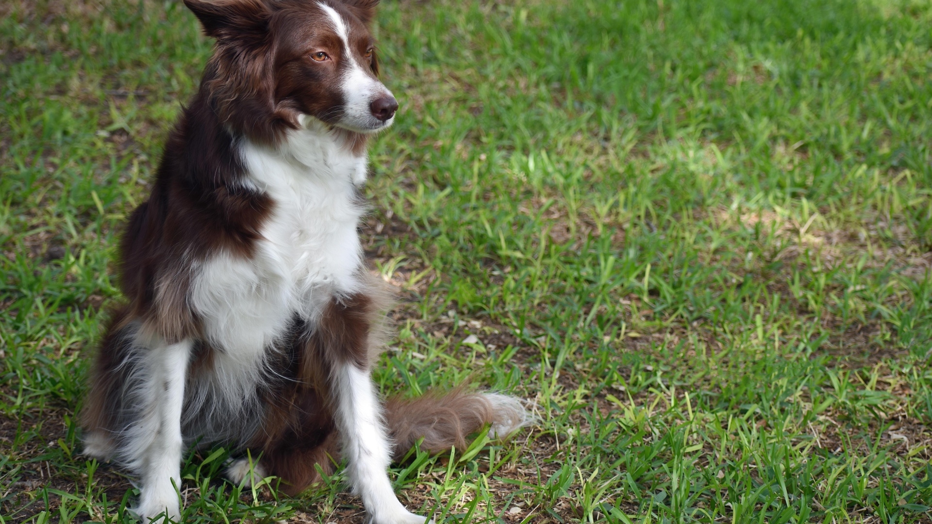 Грустный пес породы бордер колли сидит на траве