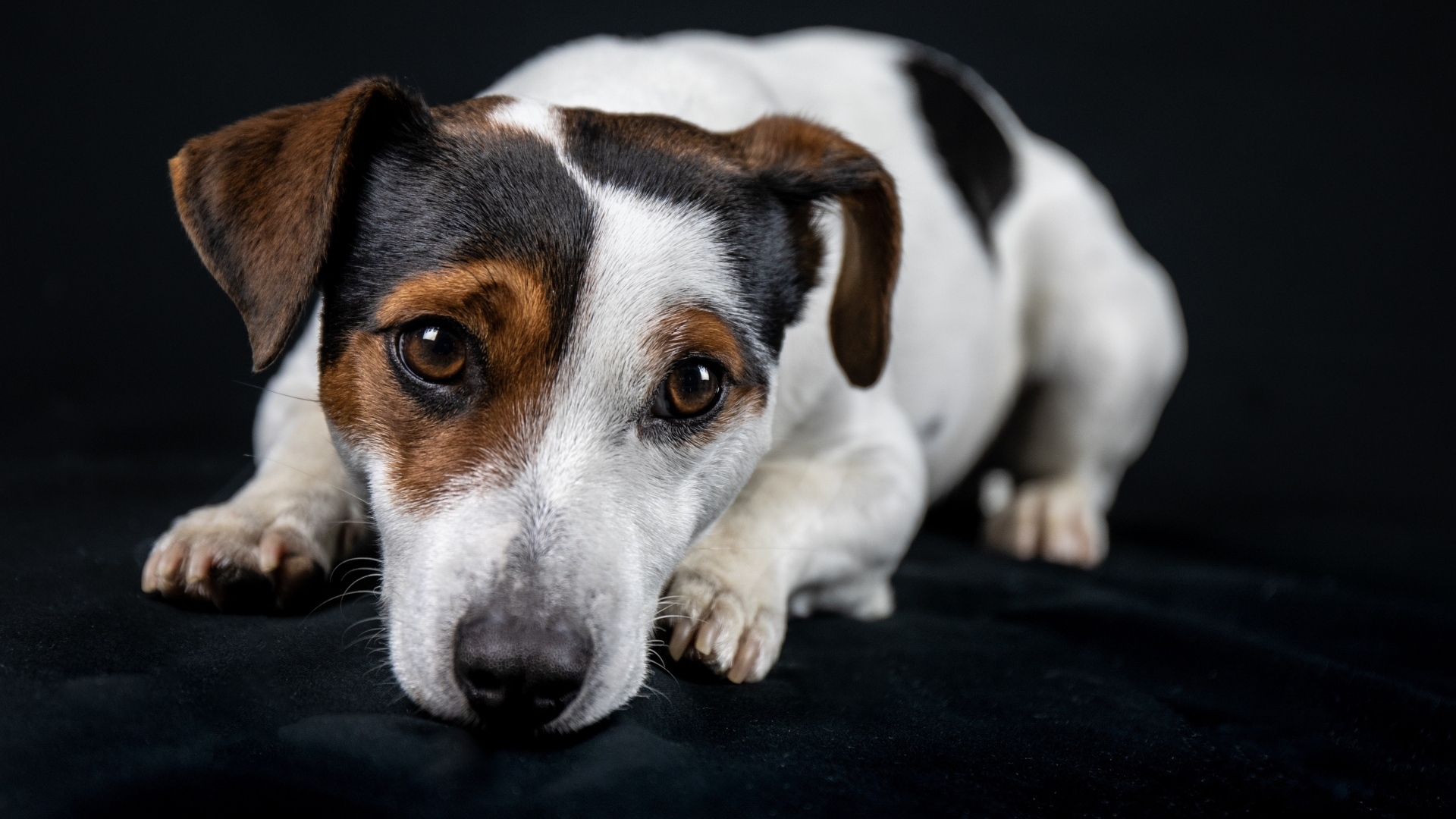 Грустный джек рассел терьер на черном фоне