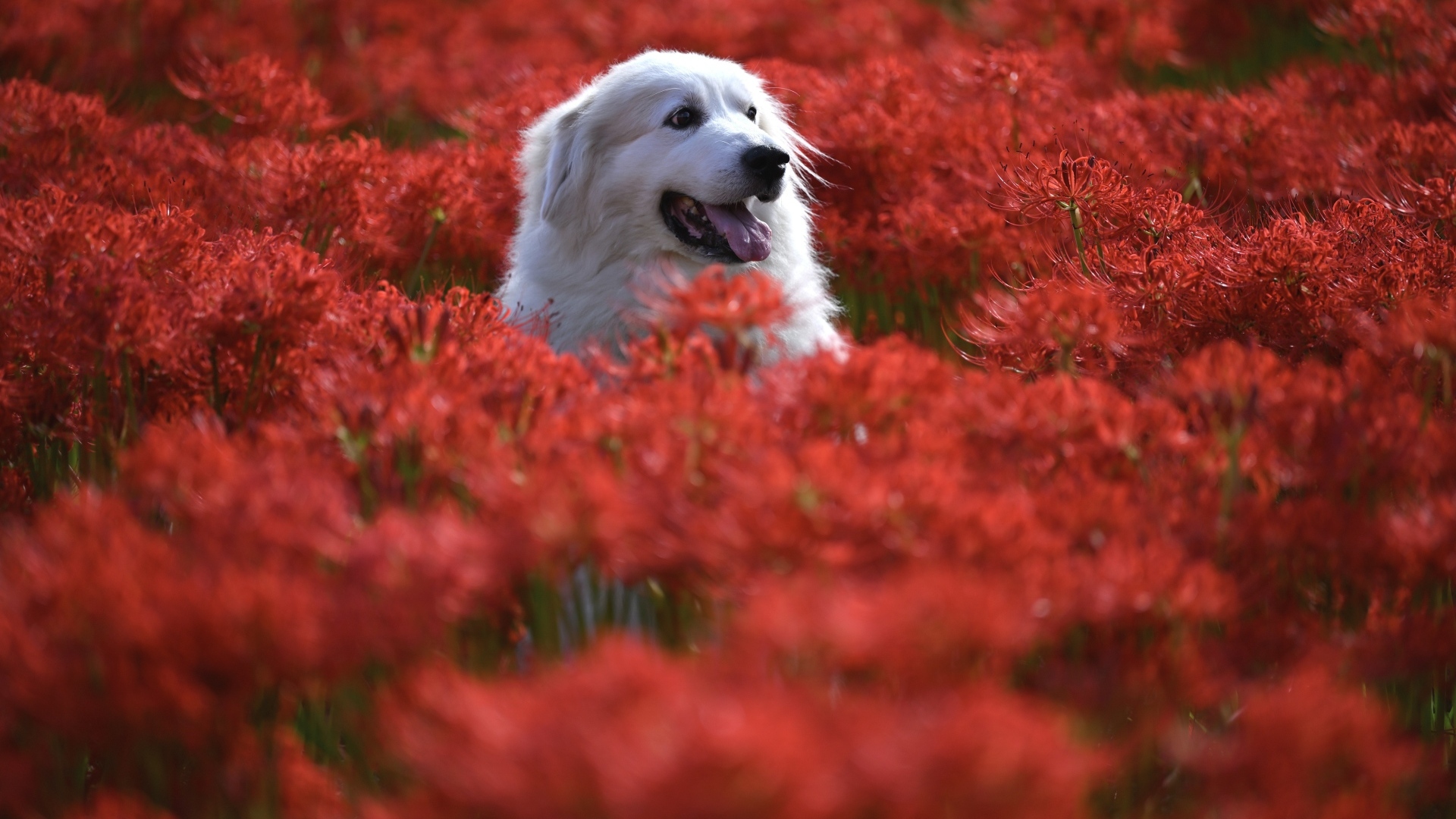 Довольный золотистый ретривер сидит в красных цветах