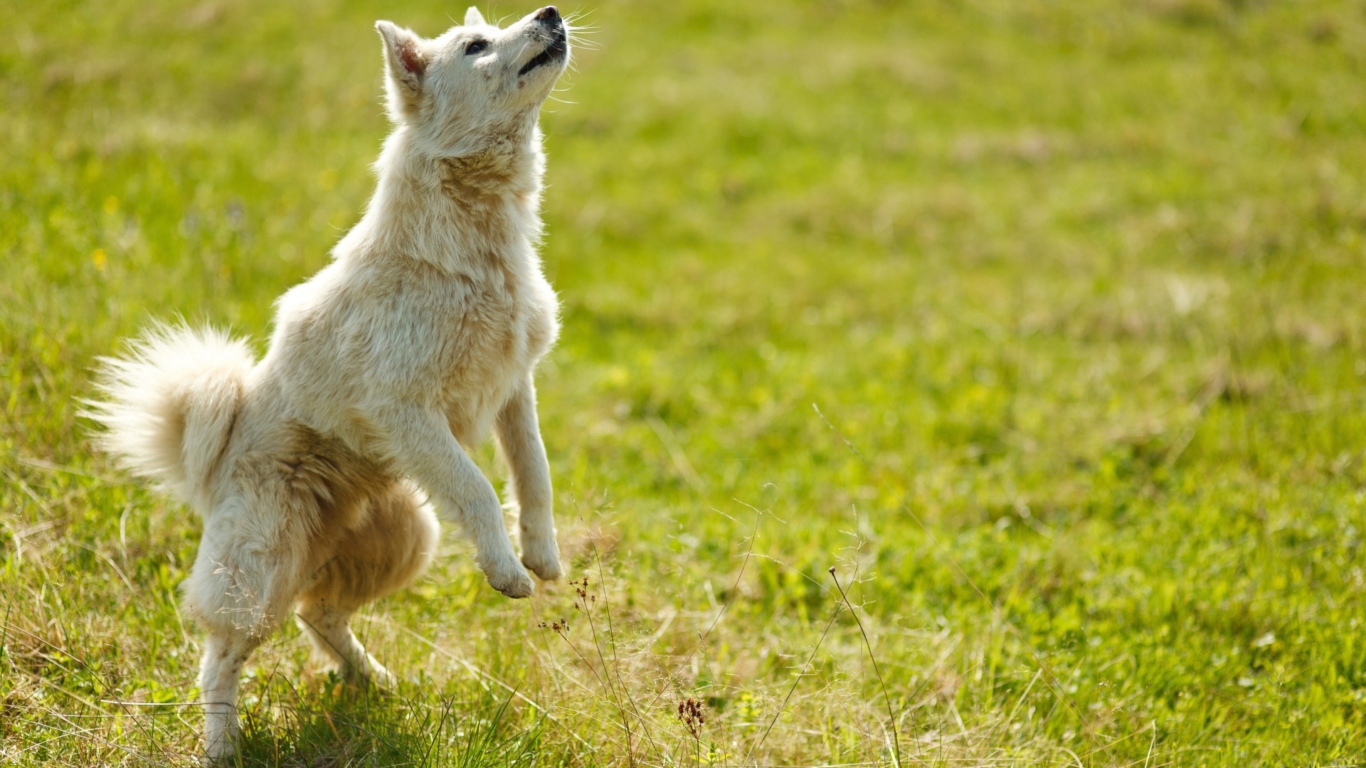 Довольная белая собака играет на зеленой траве