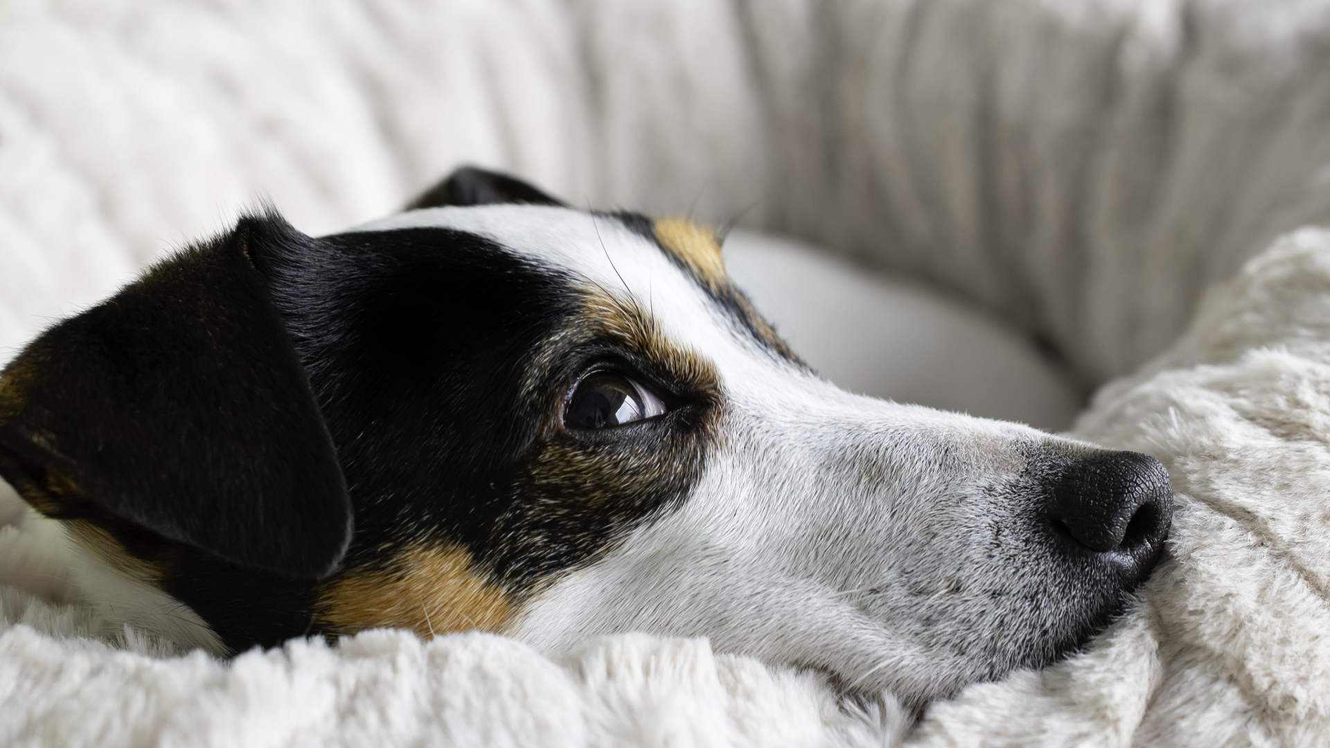 Сонный джек рассел терьер лежит на кровати 