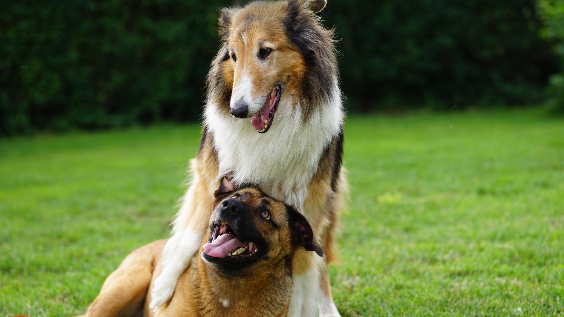 Две собаки играют на зеленой траве