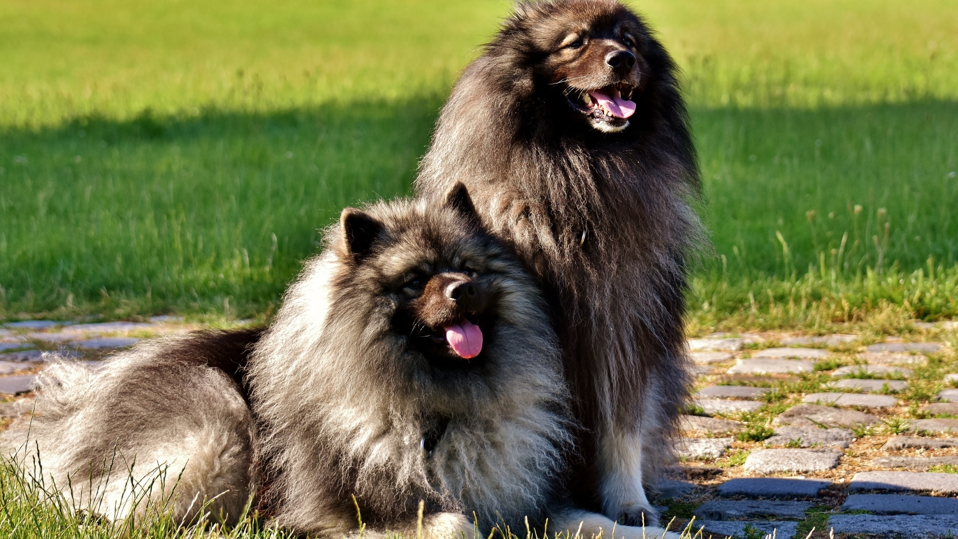 Две  пушистые собаки породы Кеесхонд