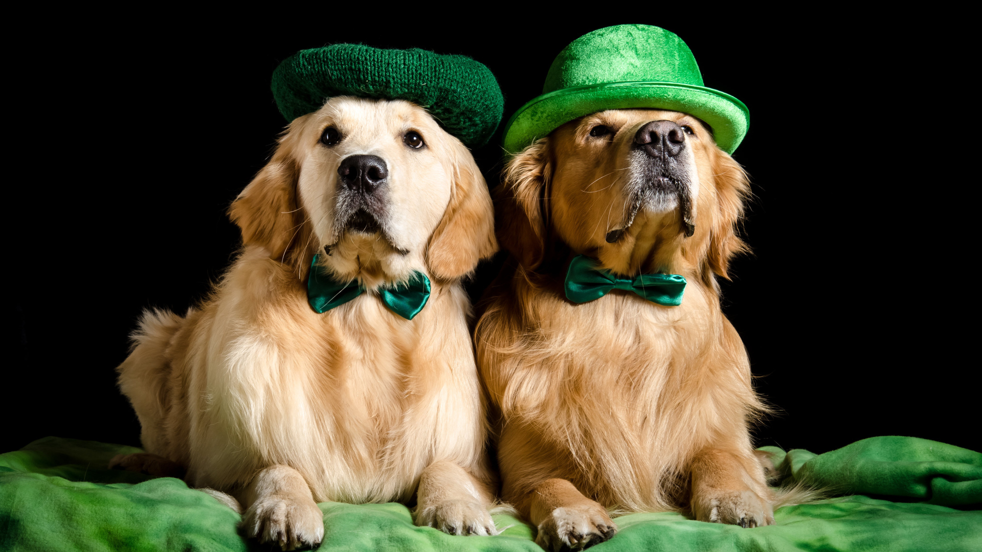Два золотистых ретривера в шляпах