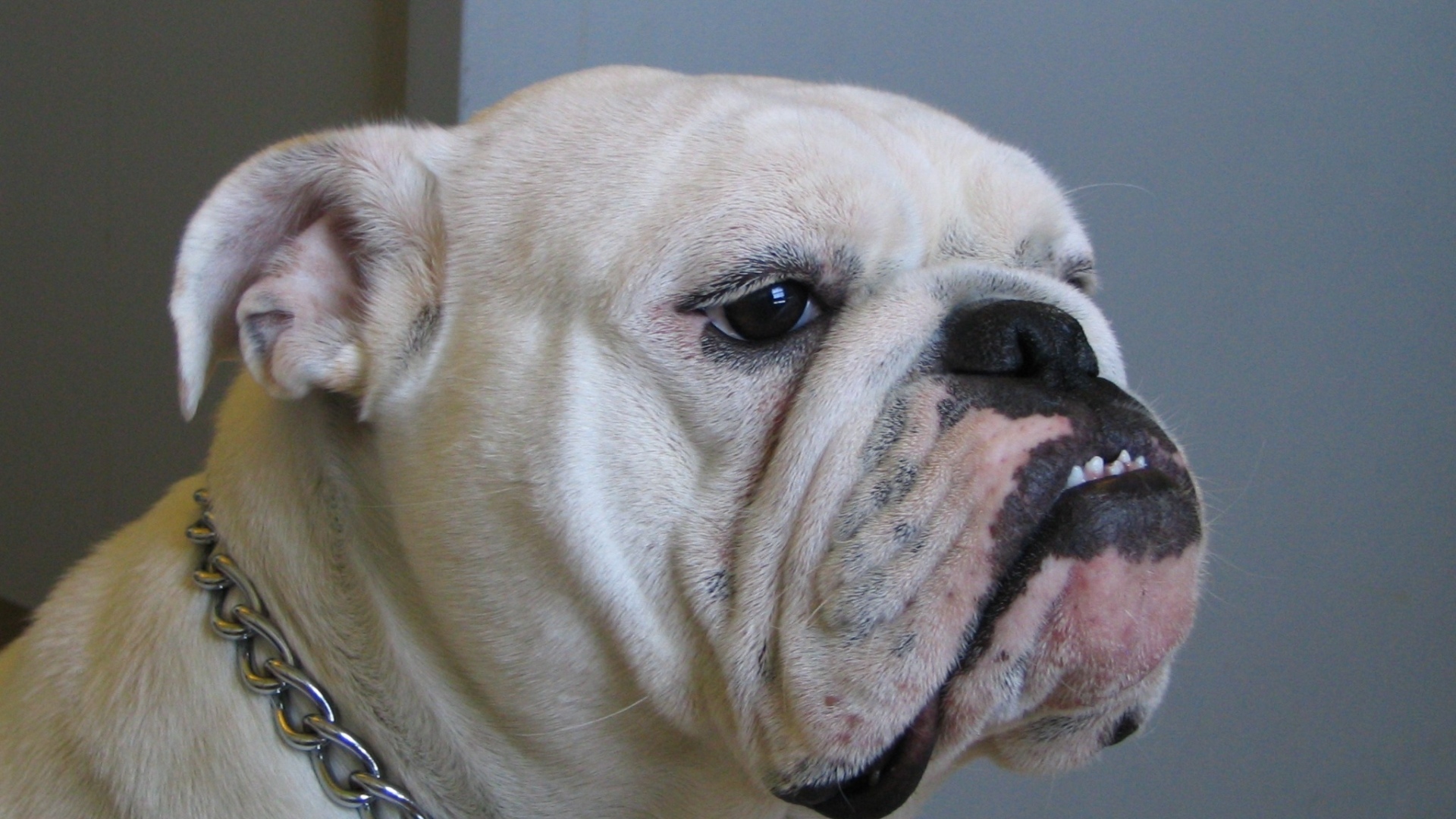 Белый бульдог с ошейником