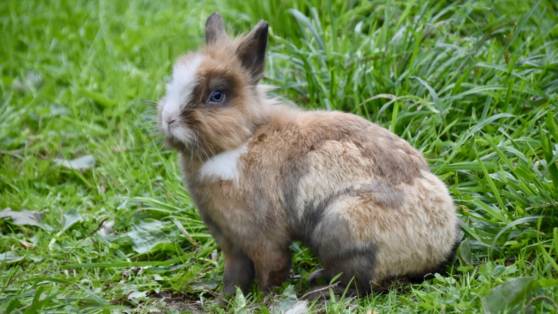 Красивый декоративный кролик на зеленой траве