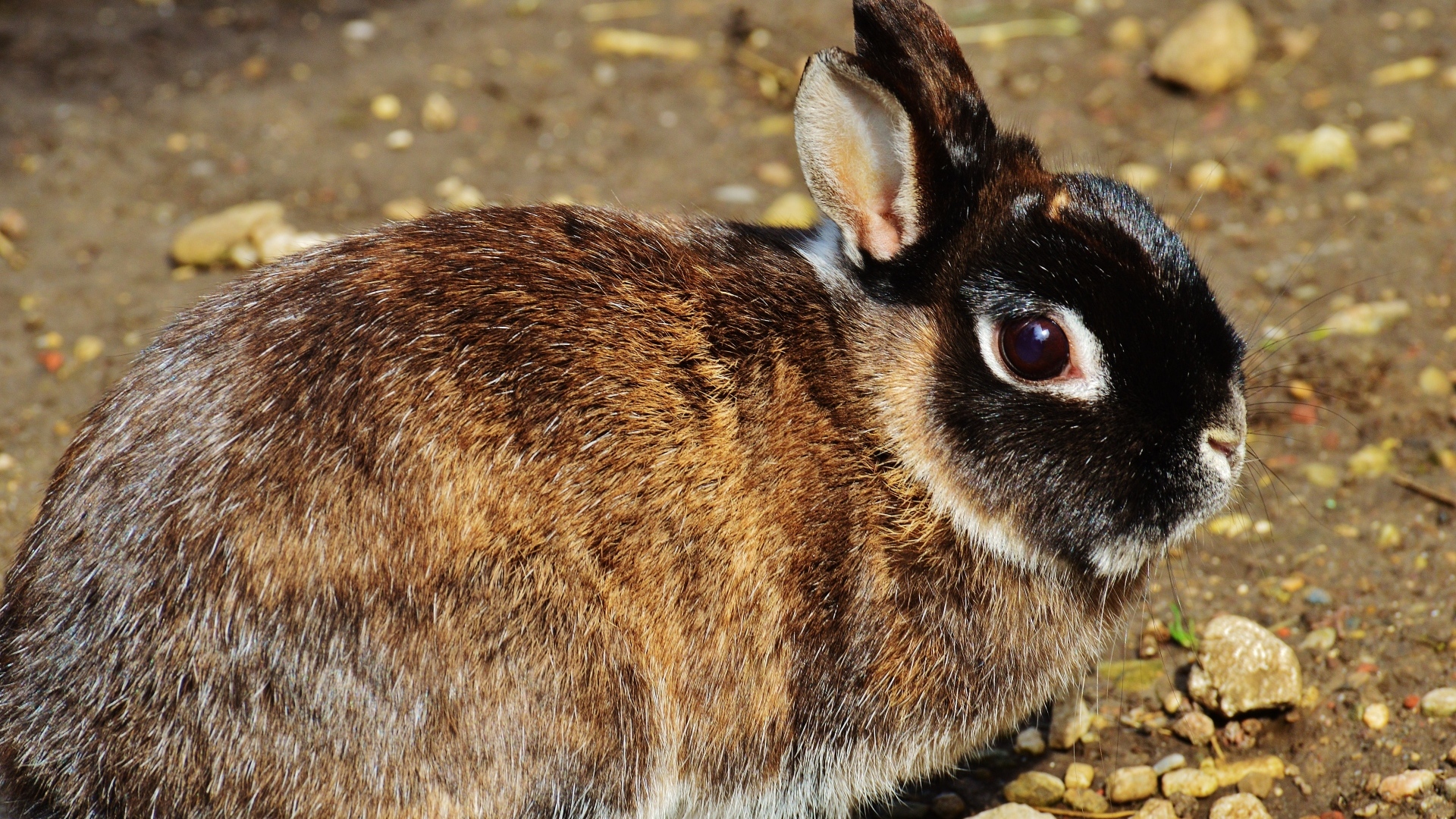 Красивый кролик крупным планом