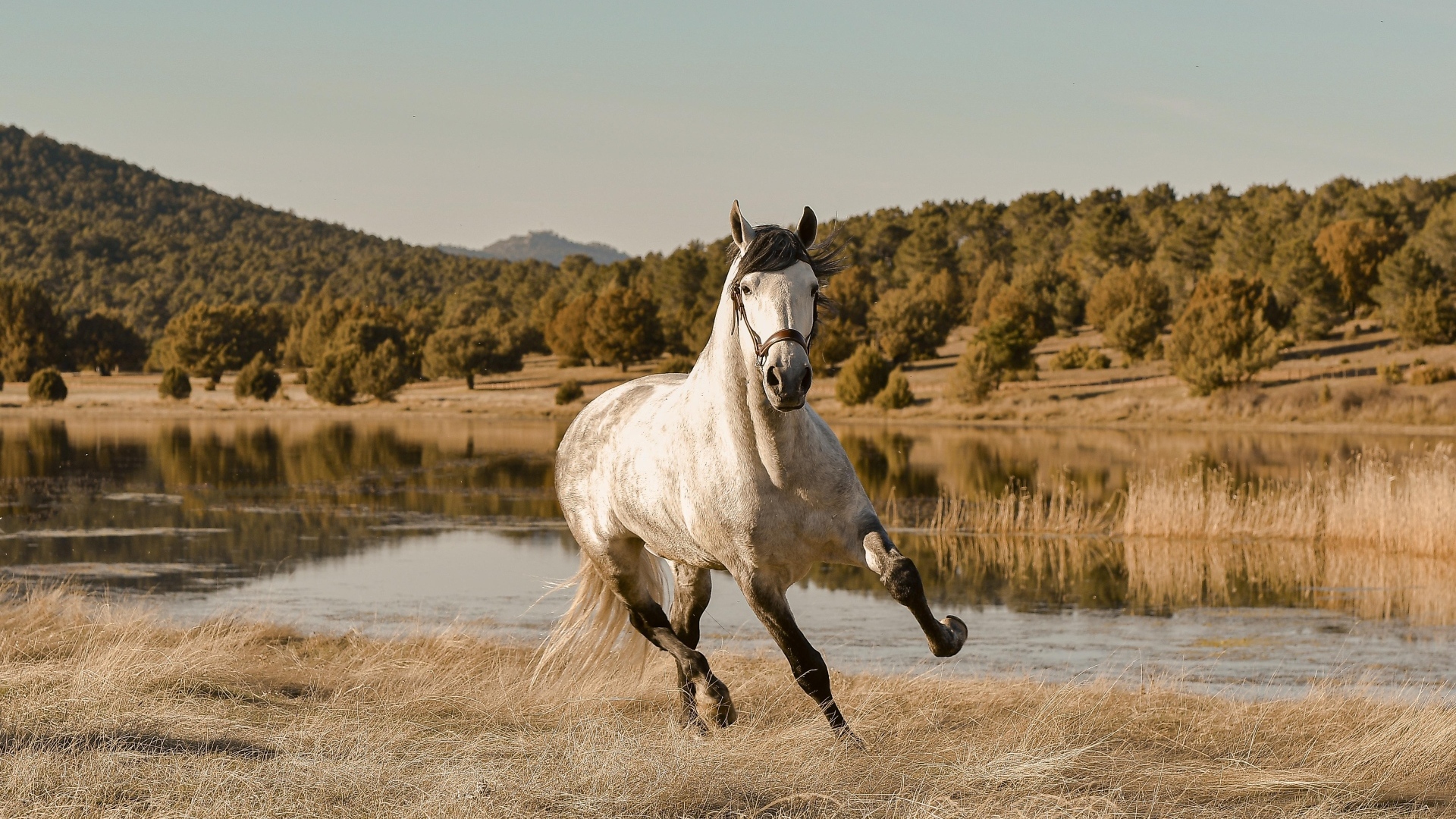Большая белая лошадь скачет по траве у реки