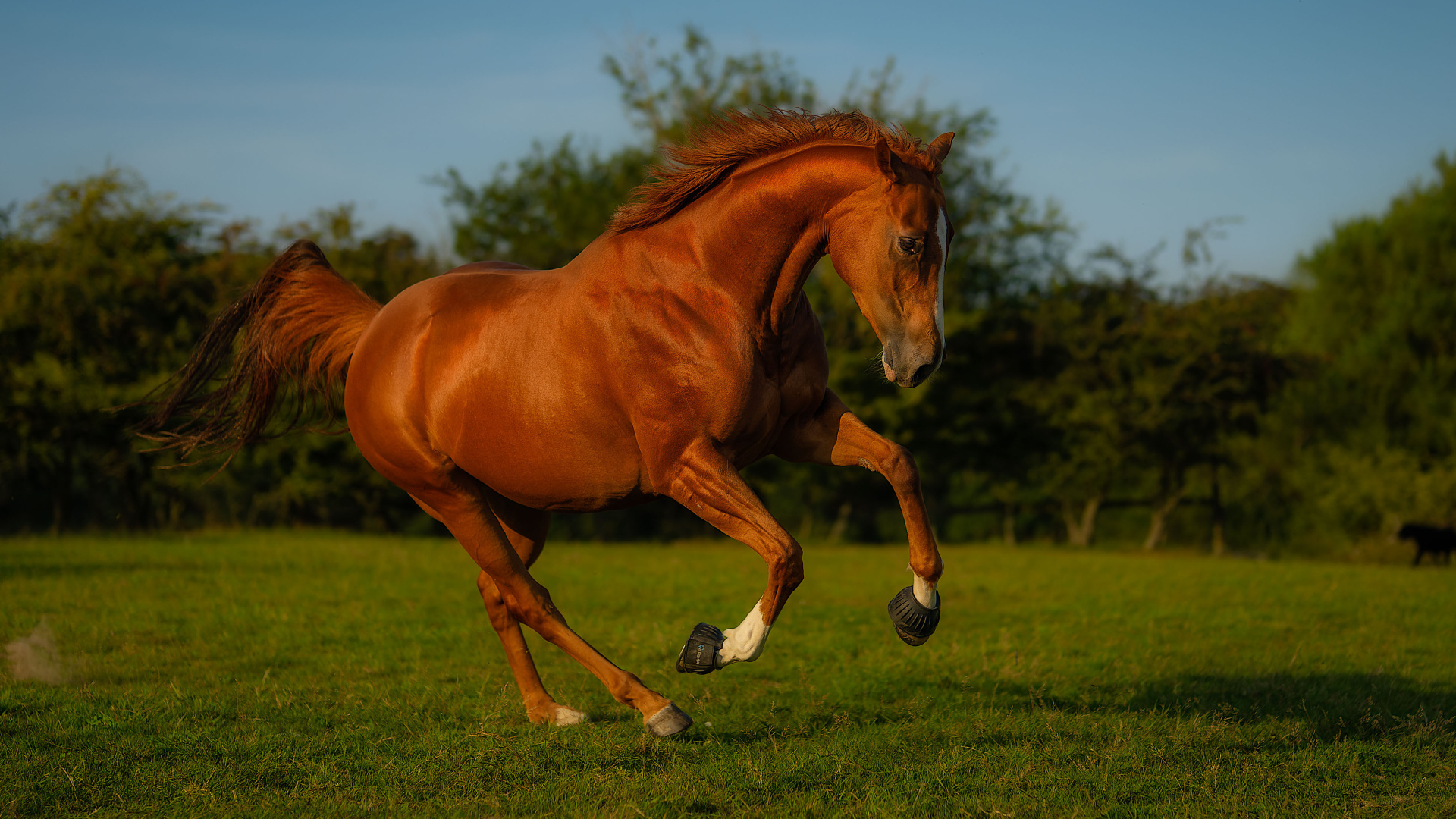 Красивый коричневый конь на зеленой траве