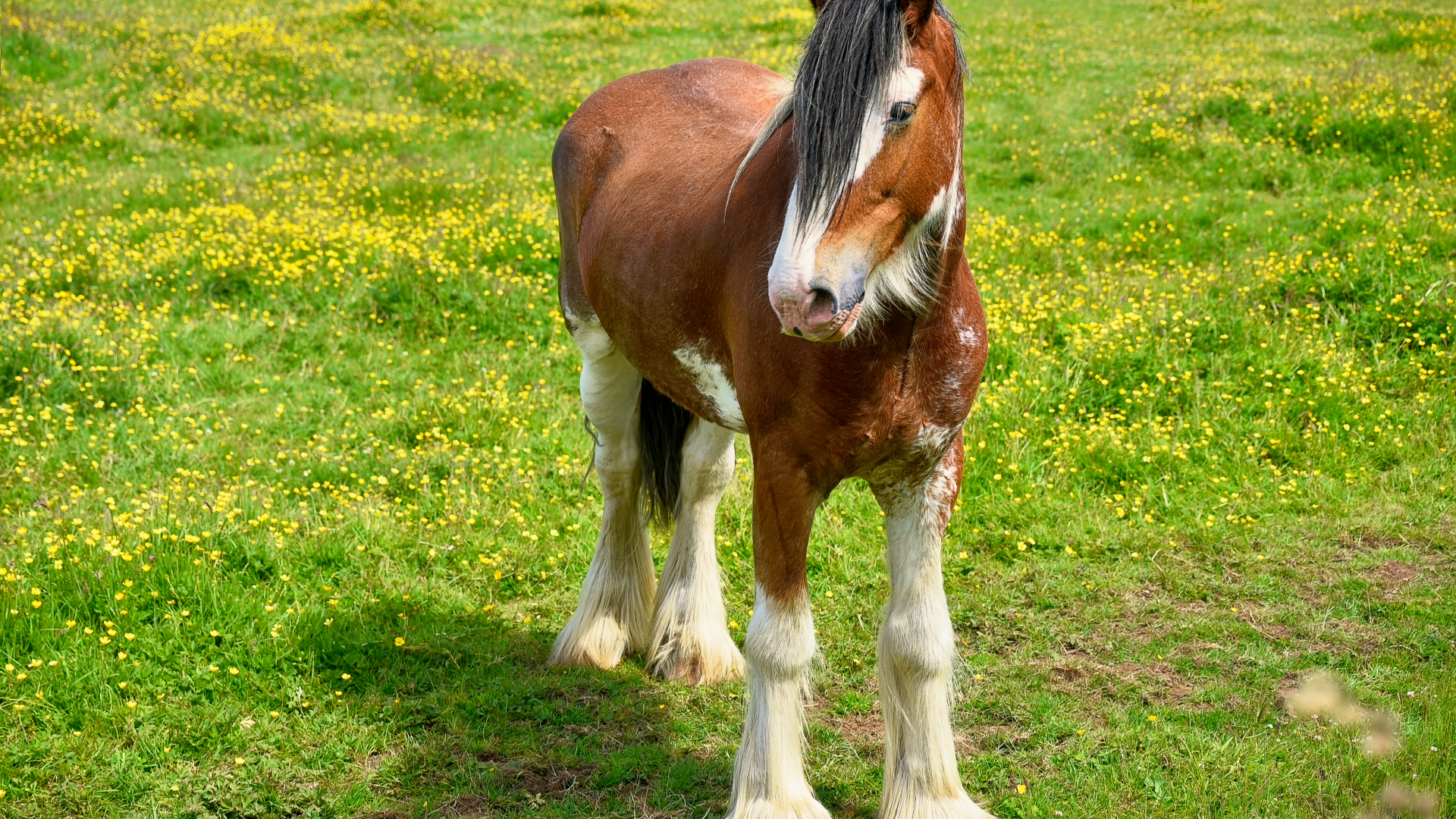 Красивая коричневая лошадь на зеленой траве