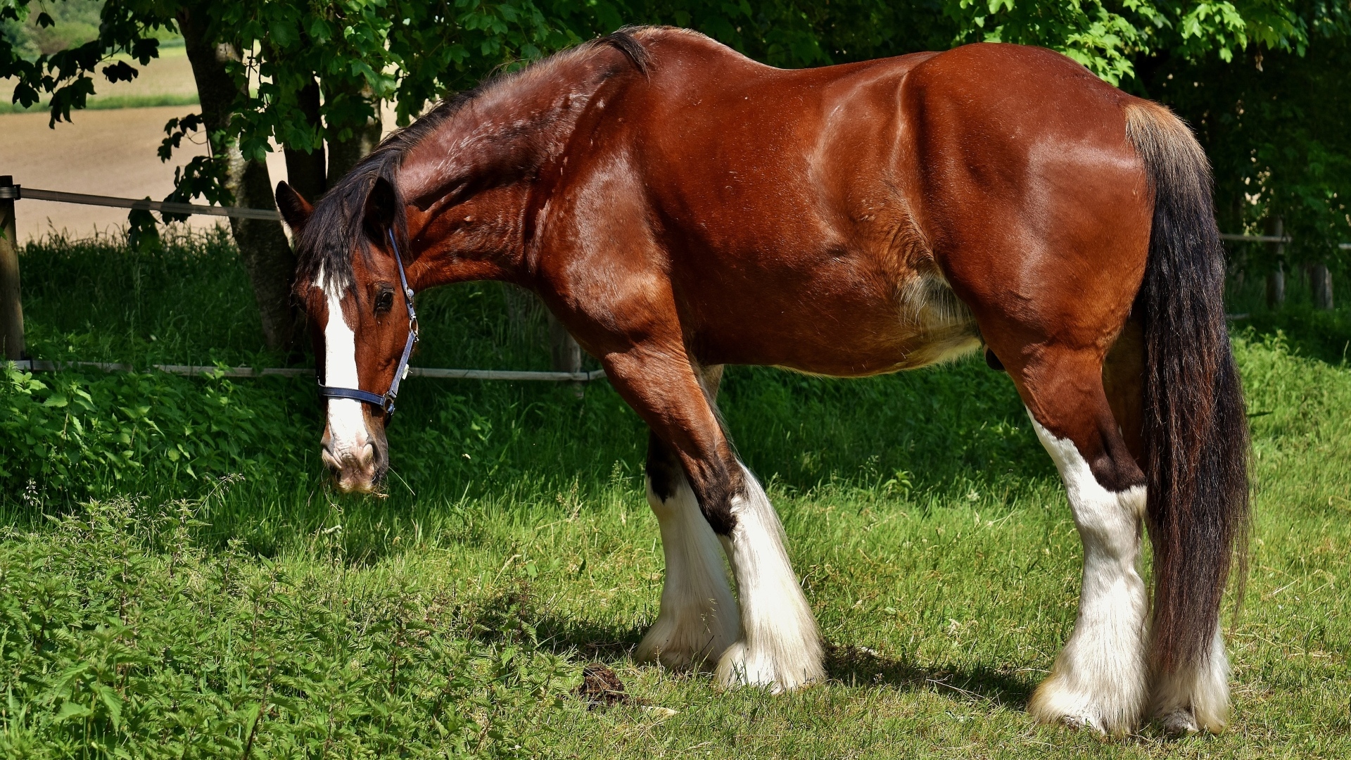 Большой красивый коричневый конь на зеленой траве
