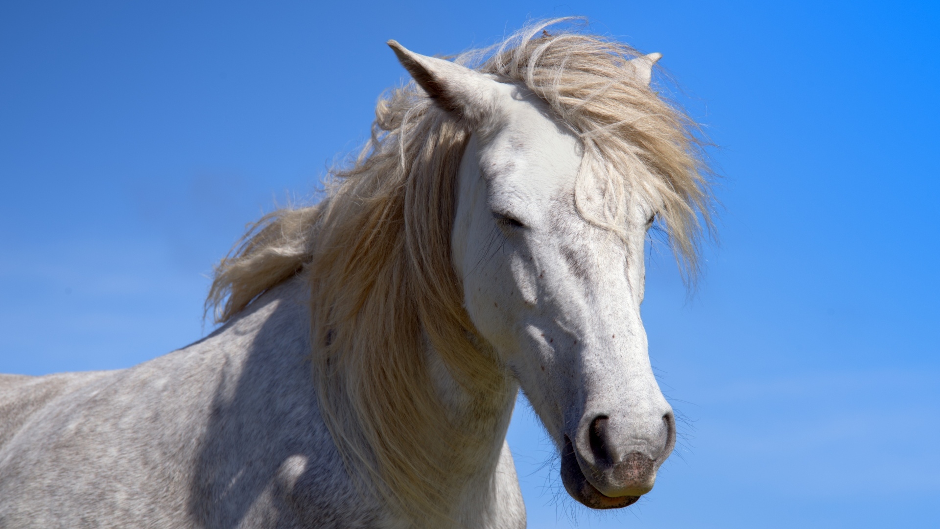 Большой белый конь на голубом фоне