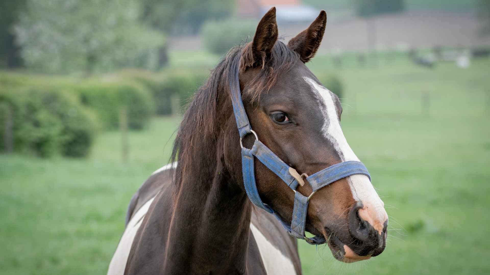 Коричневая с белыми пятнами лошадь крупным планом