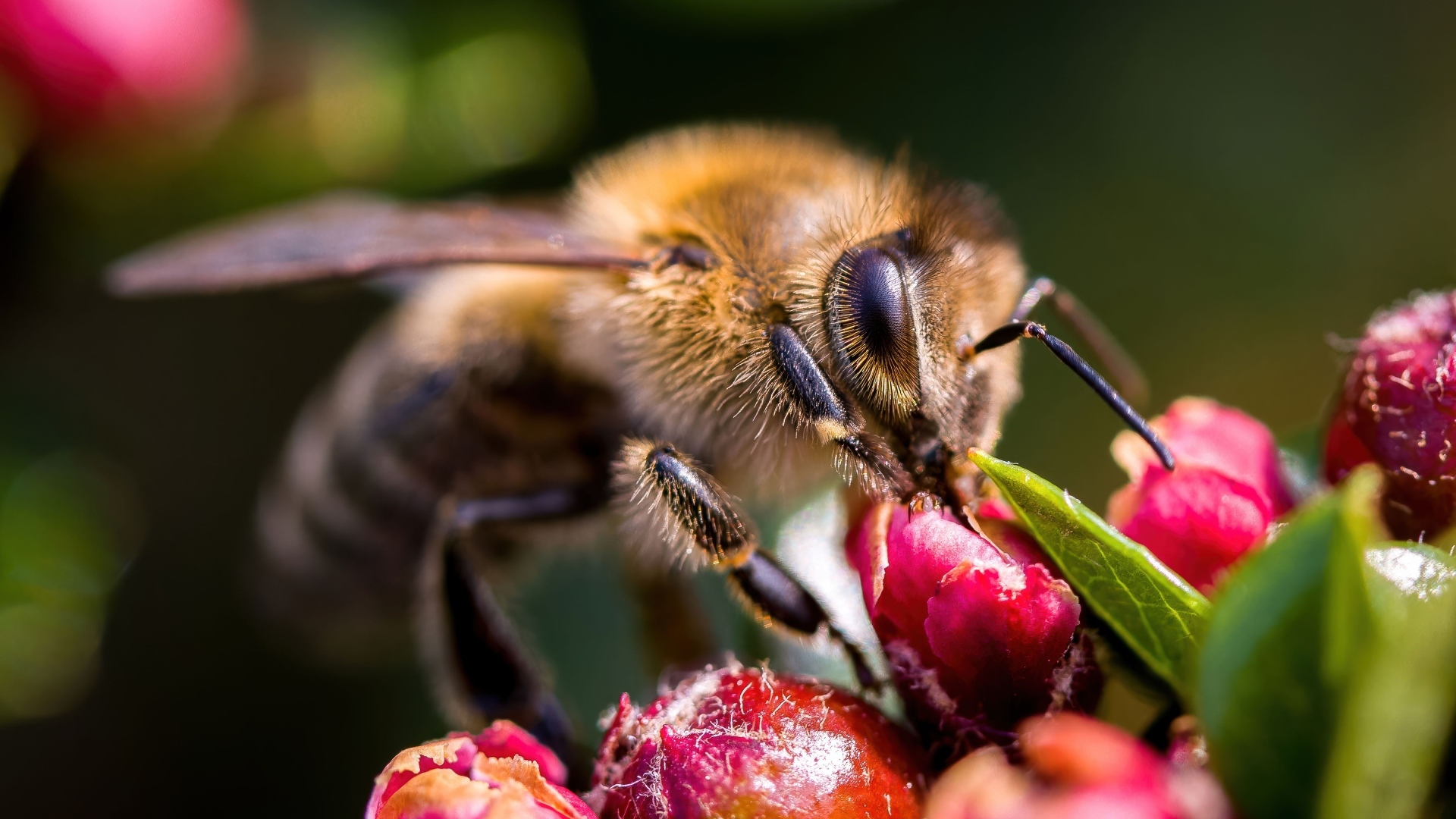 Пчела собирает нектар с красного цветка