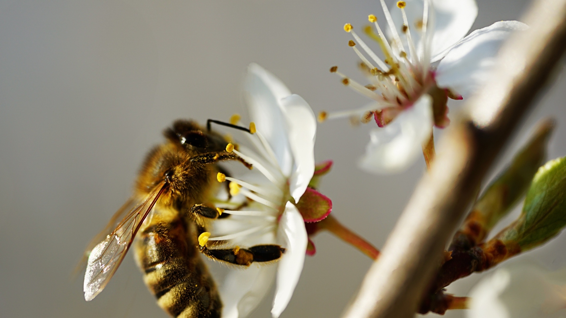 Пчела собирает пыльцу с цветка вишни 
