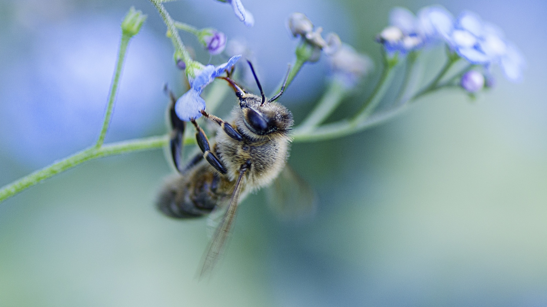 Пчела опыляет голубой цветок