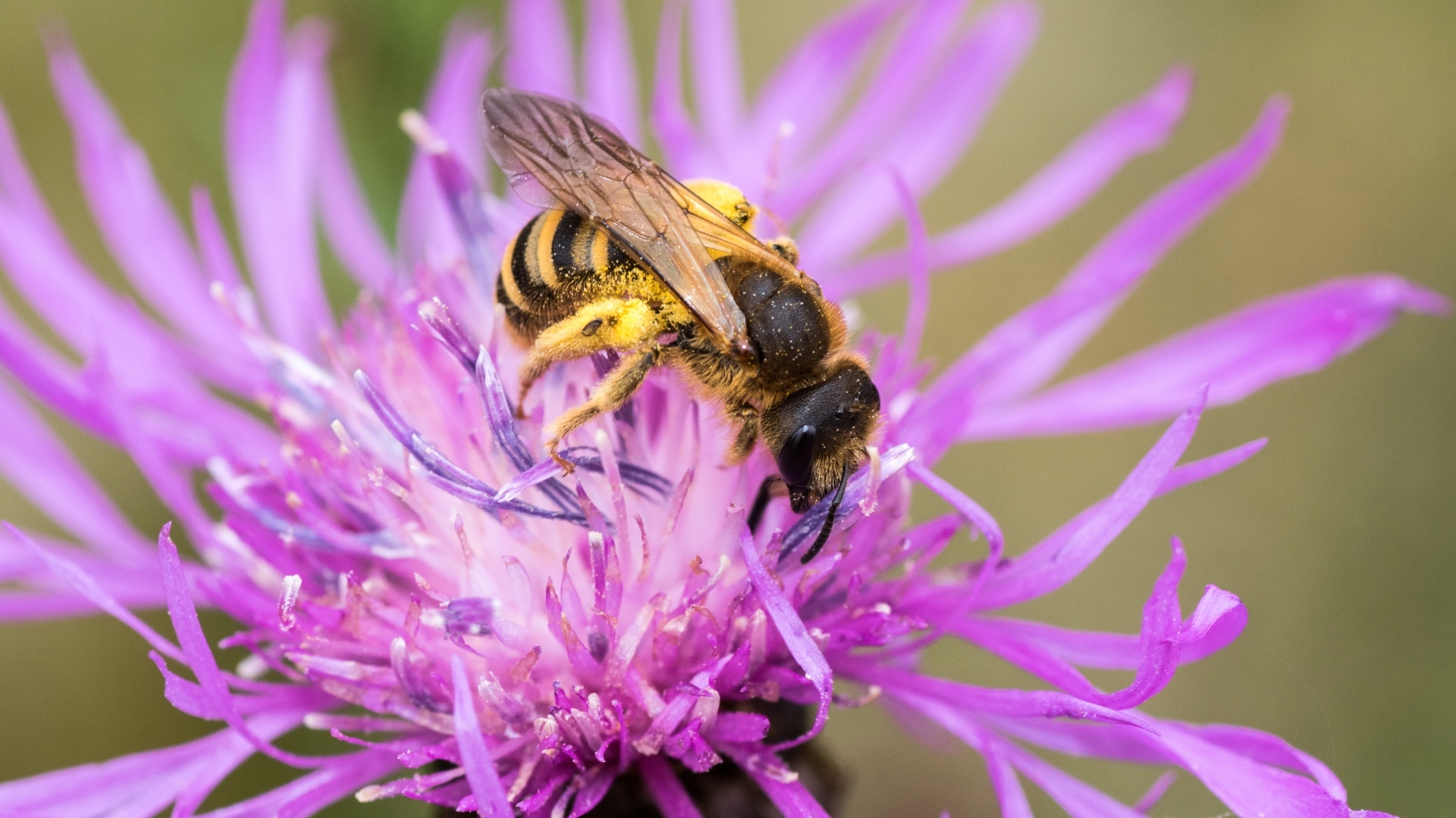 Пчела опыляет розовый цветок