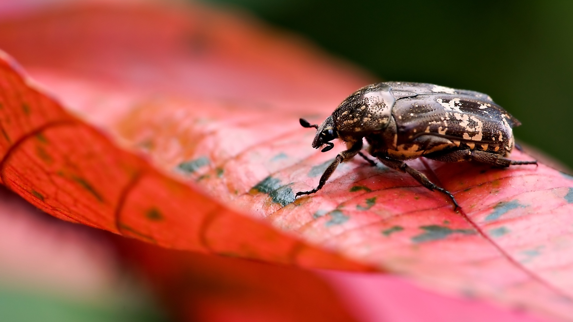 Жук сидит на красном листке