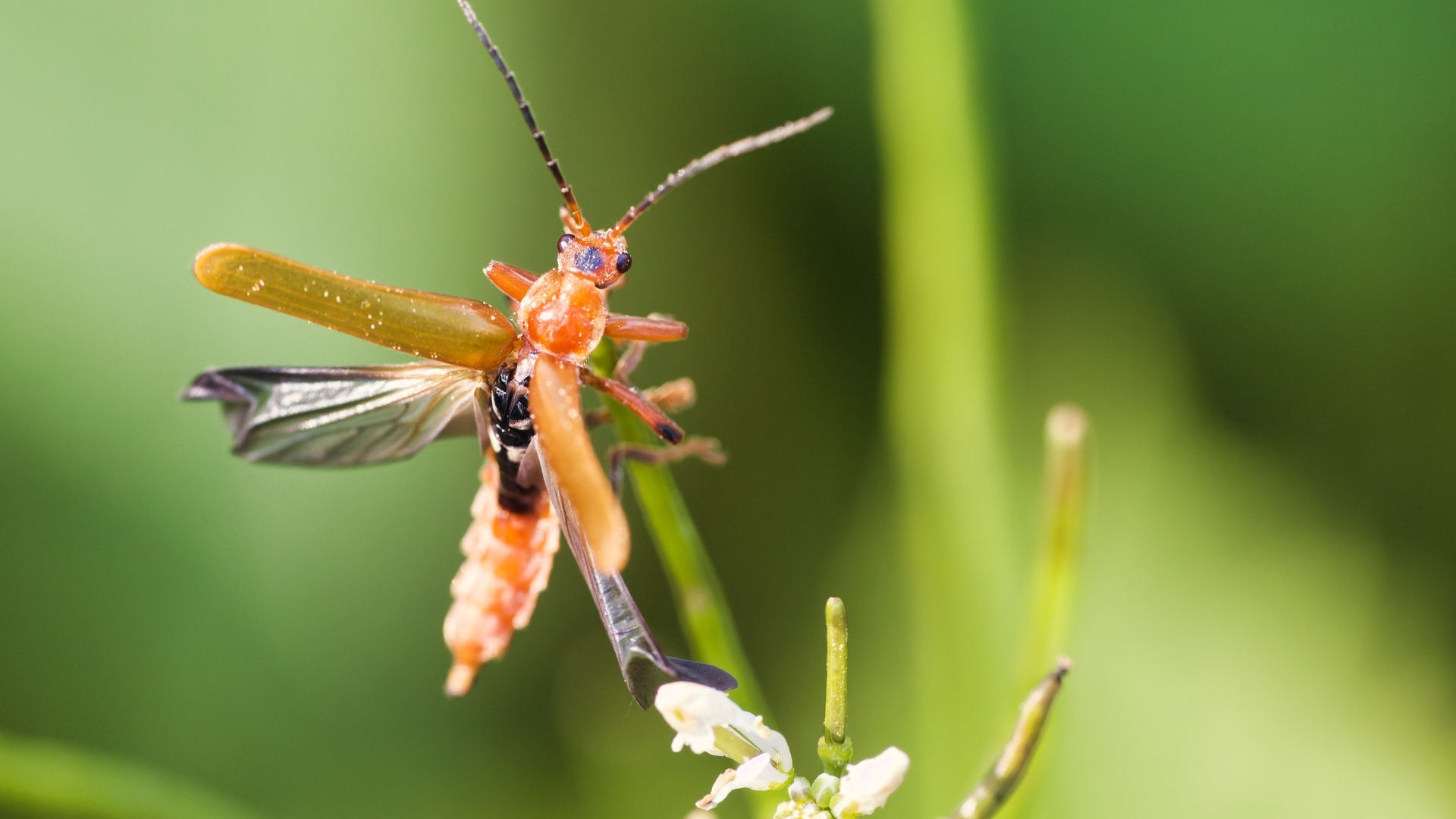 Жук взлетает с растения