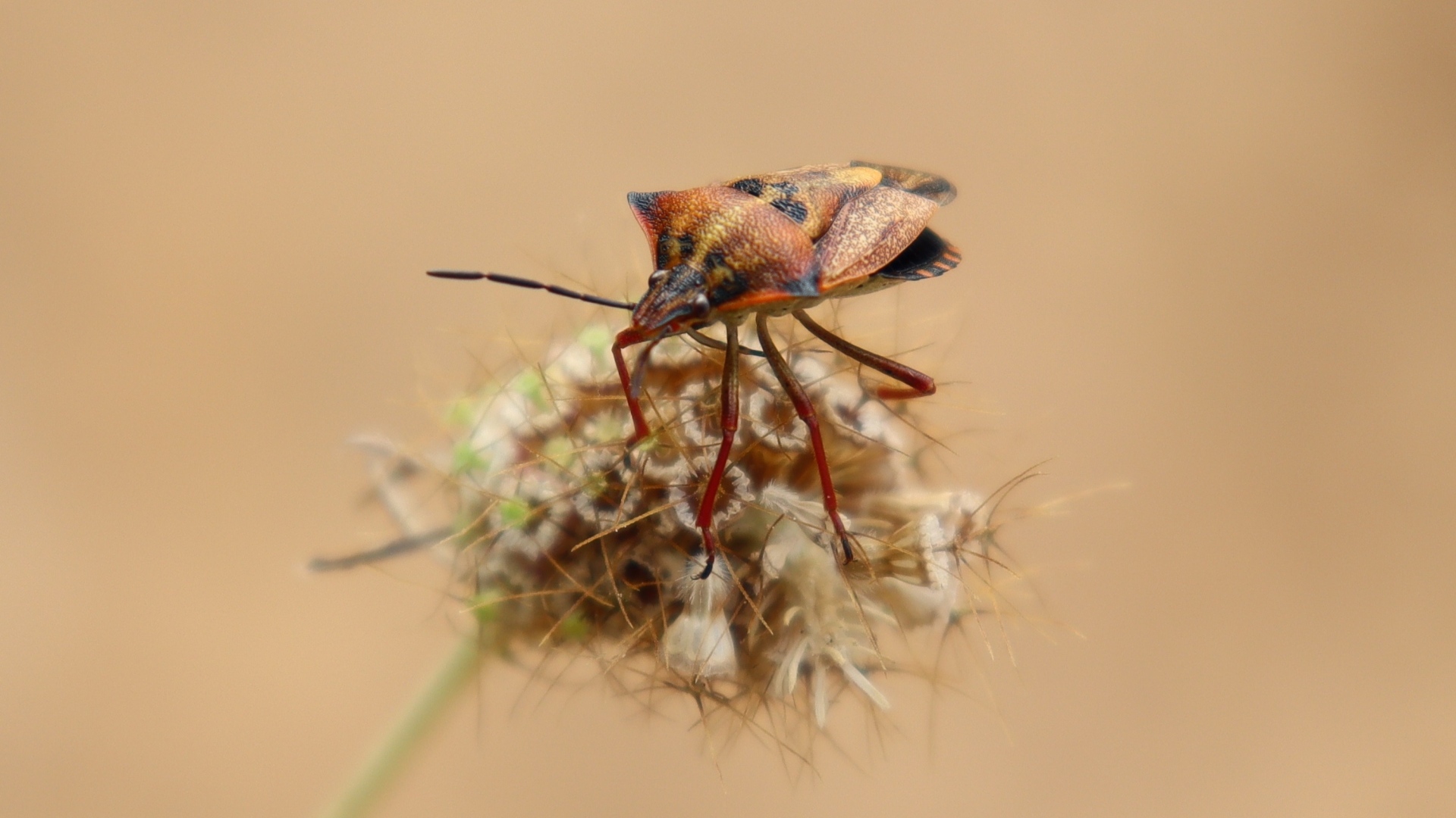 Клоп сидит на растении 