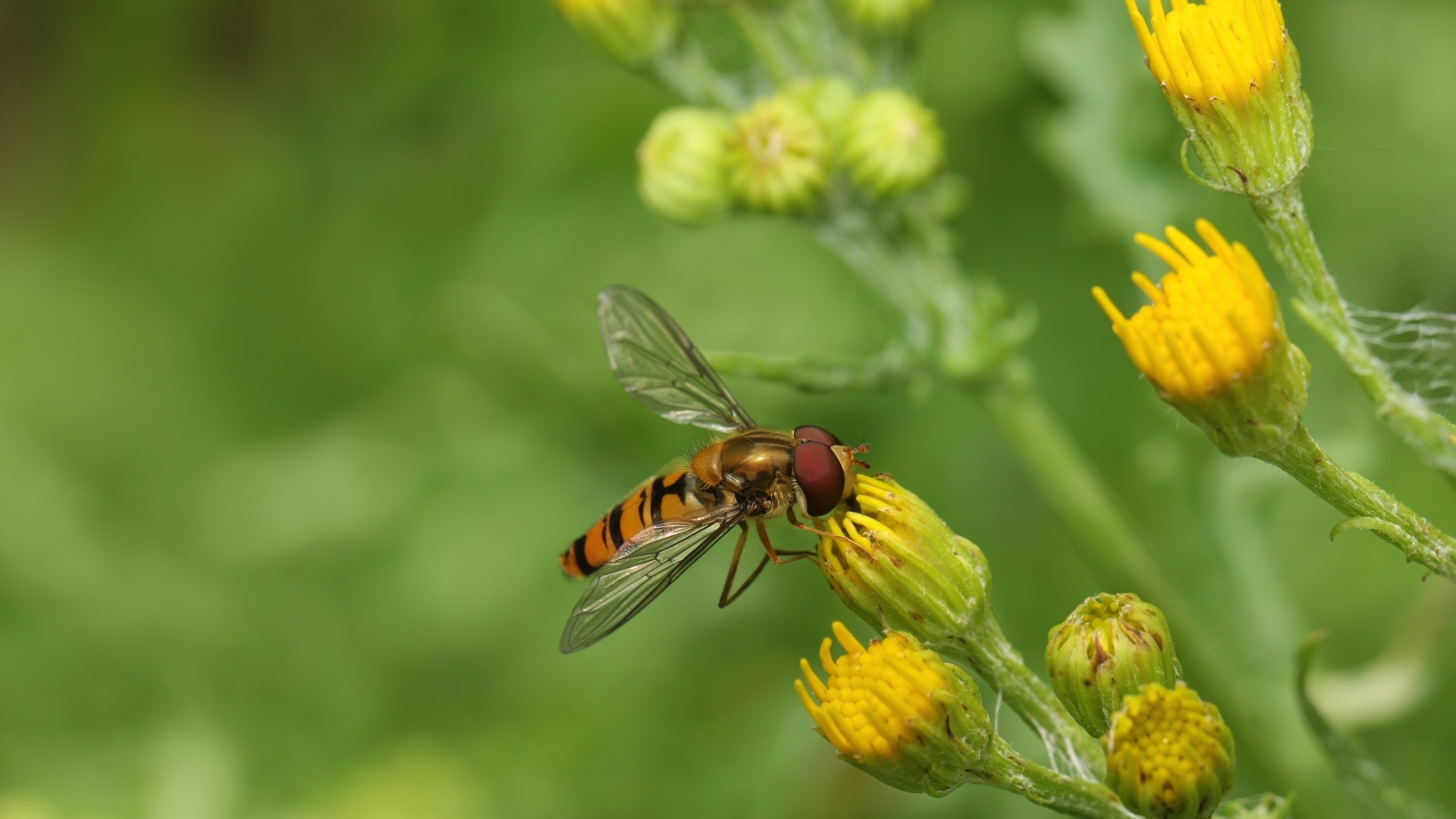 Муха сидит на желтом цветке