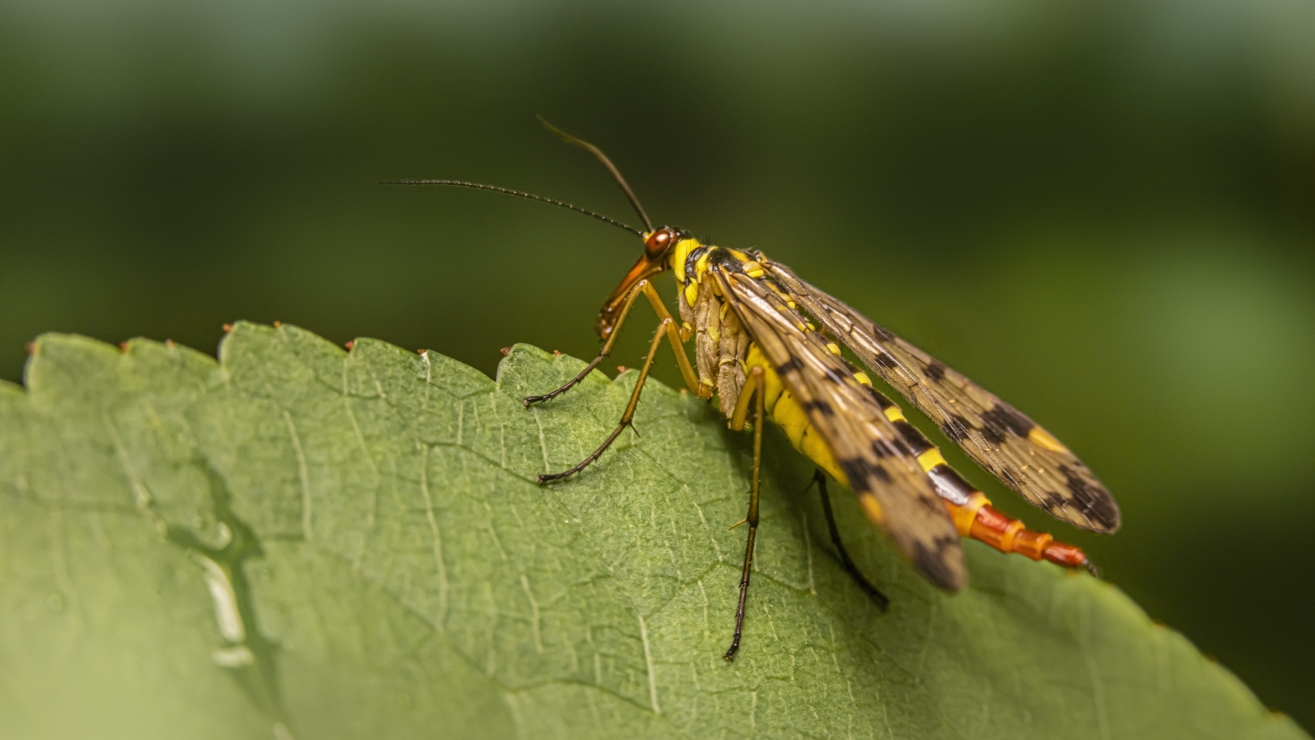 Большой комар сидит на зеленом листе
