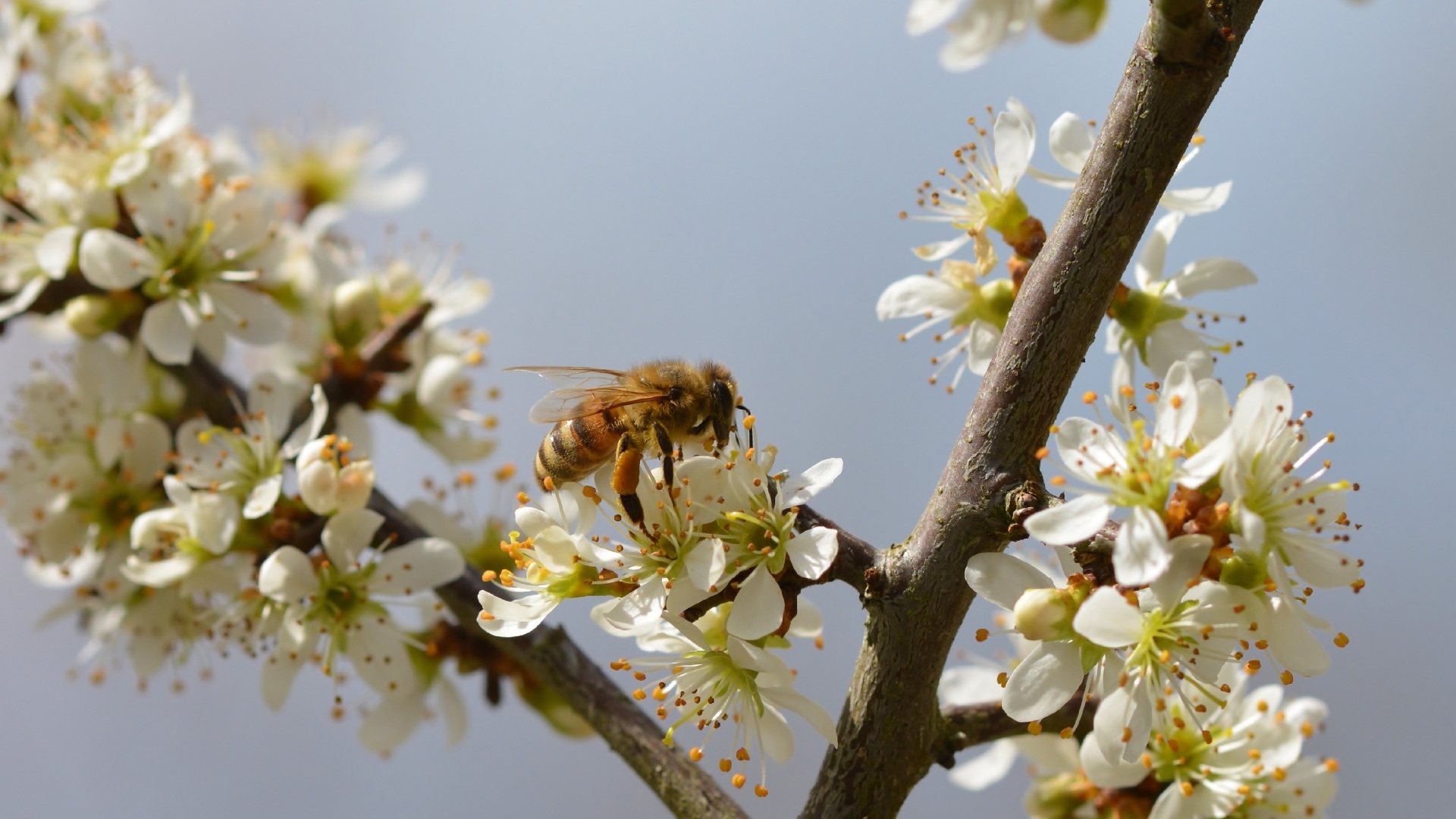 Маленькая пчела сидит на цветке вишни