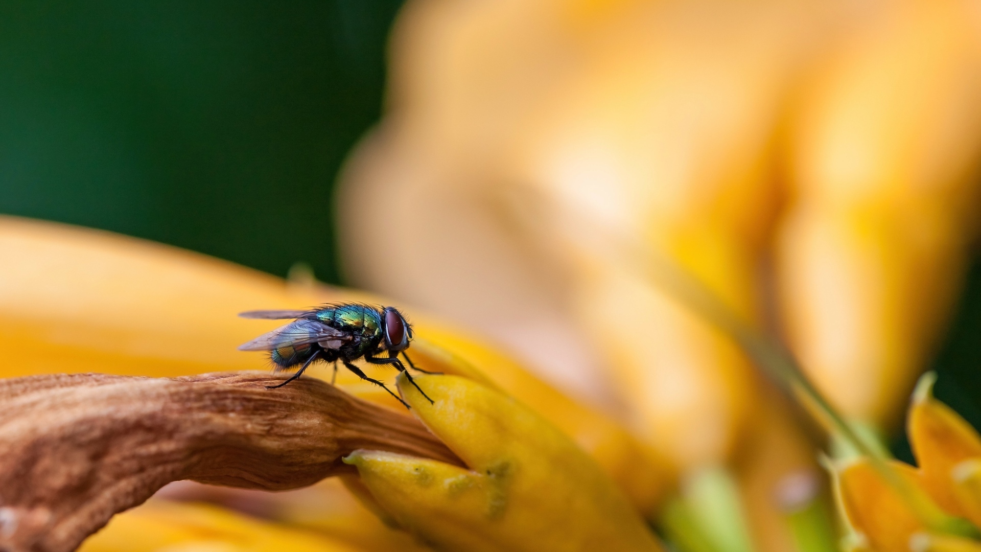 Маленькая зеленая муха сидит на желтом цветке