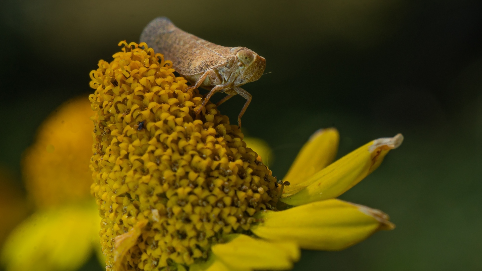 Насекомое сидит на цветке циннии