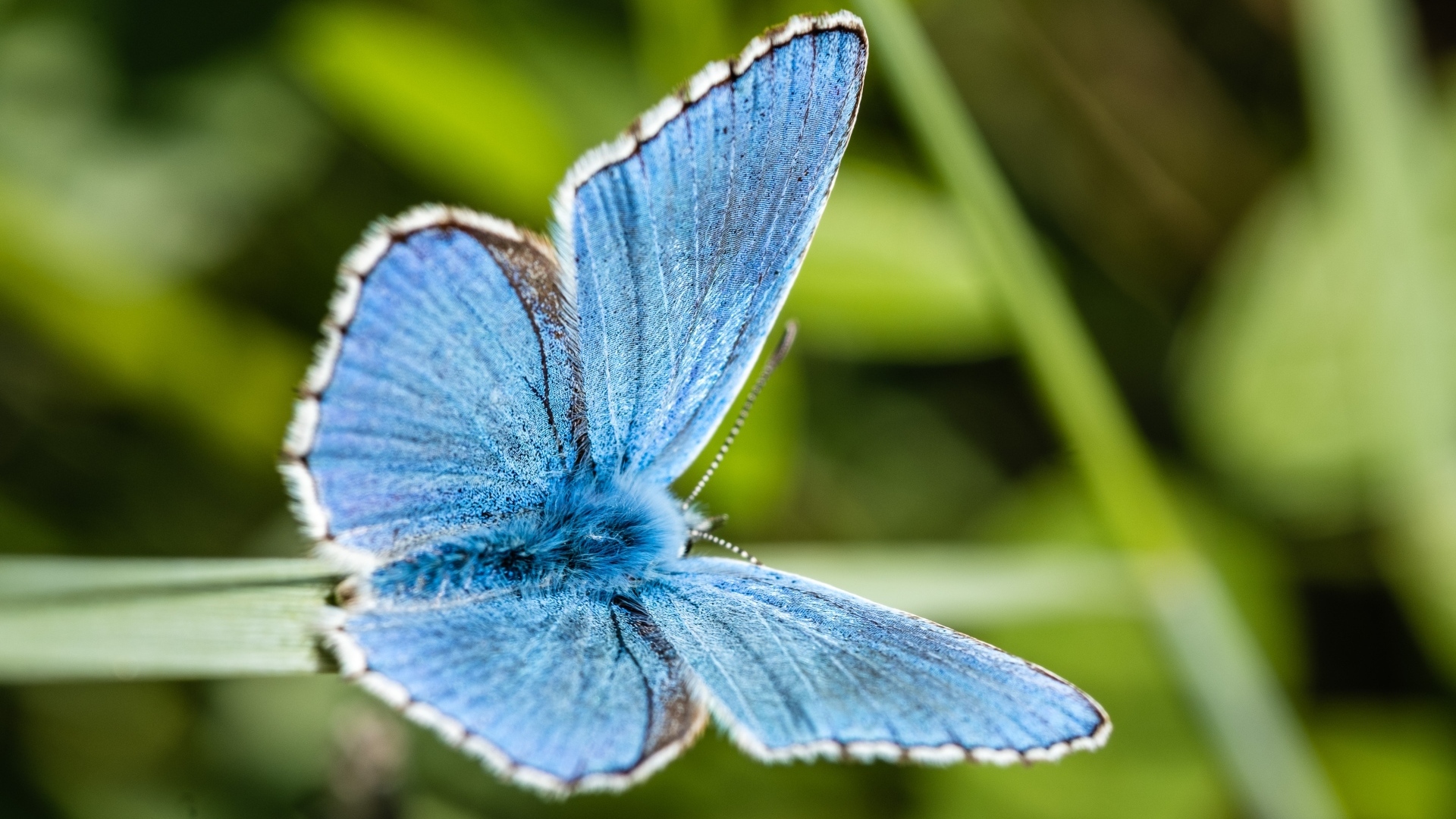 Красивая голубая бабочка сидит на зеленой траве