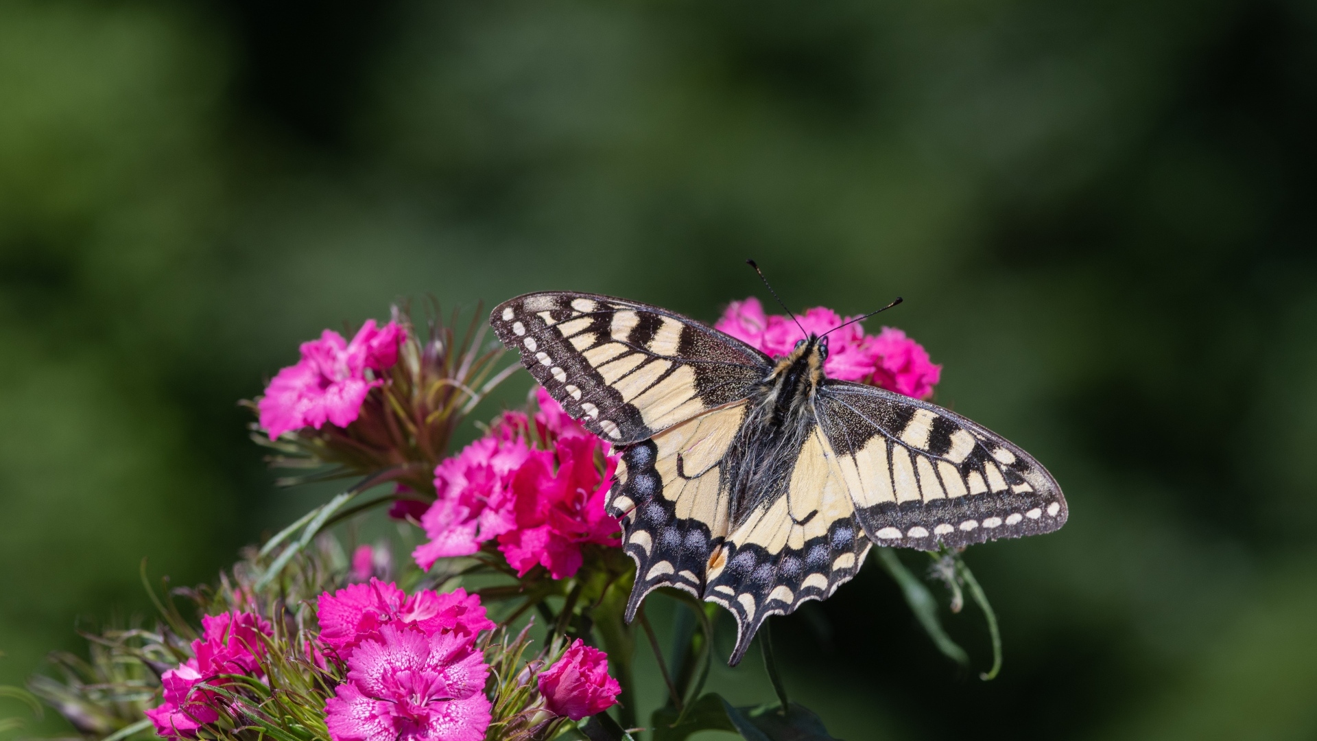 Красивая бабочка на цветке розовой гвоздики