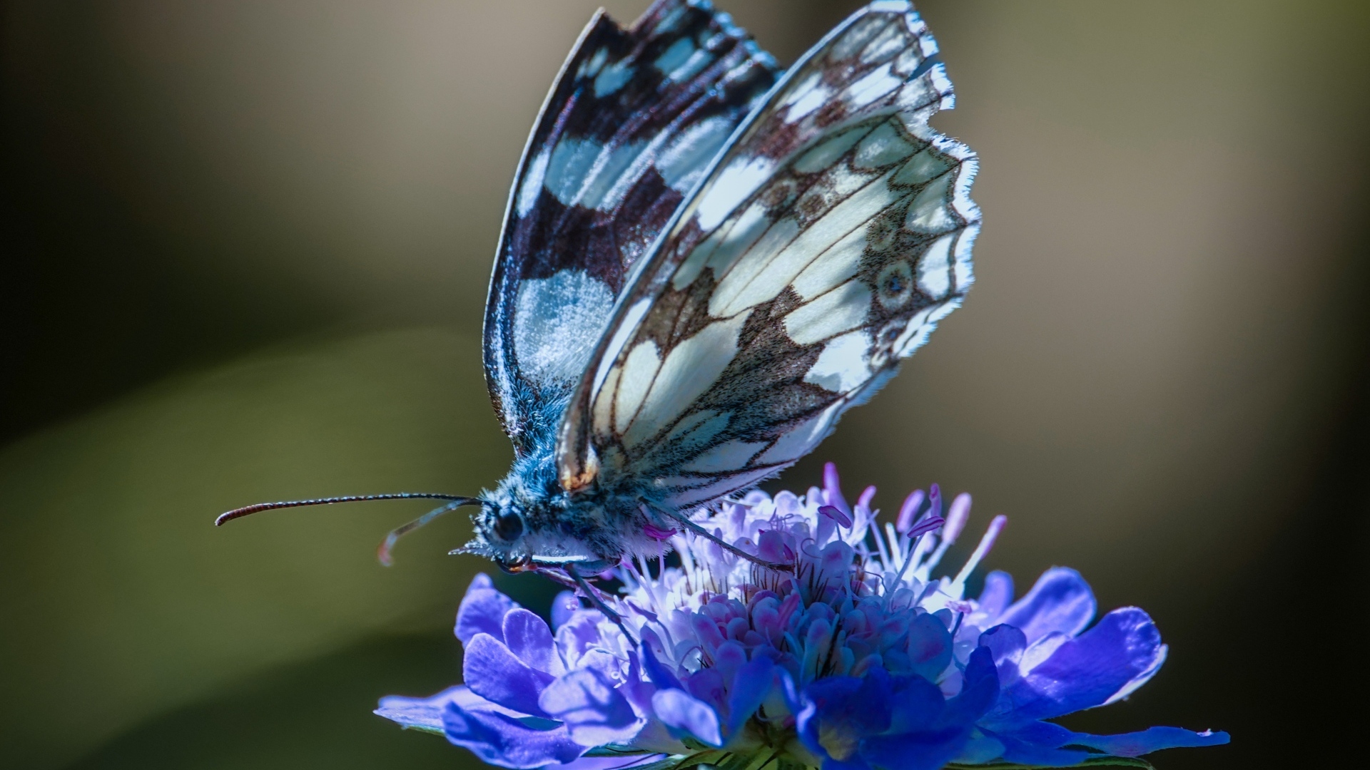 Красивая бабочка сидит на синем цветке