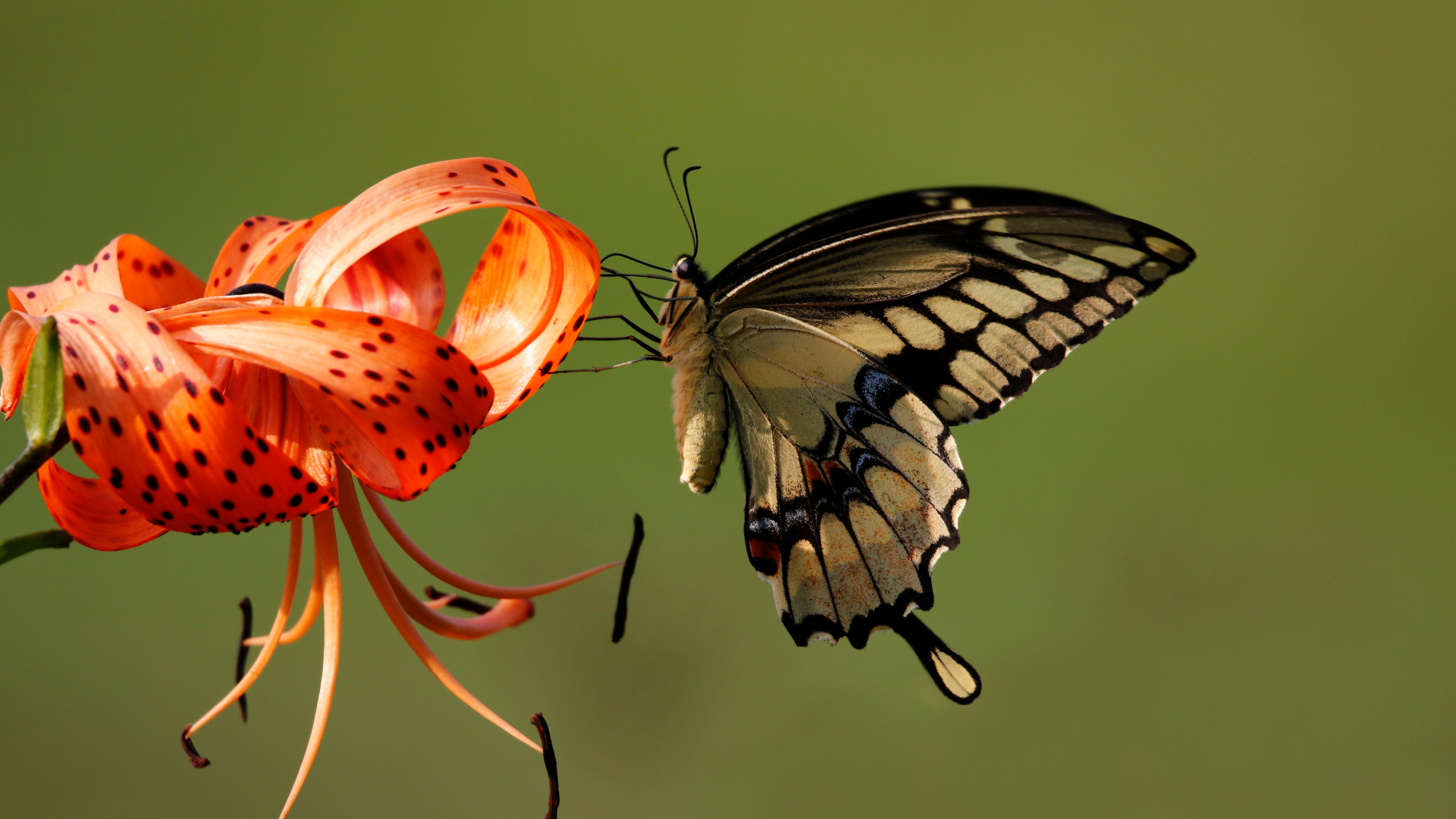 Красивая бабочка сидит на оранжевом цветке