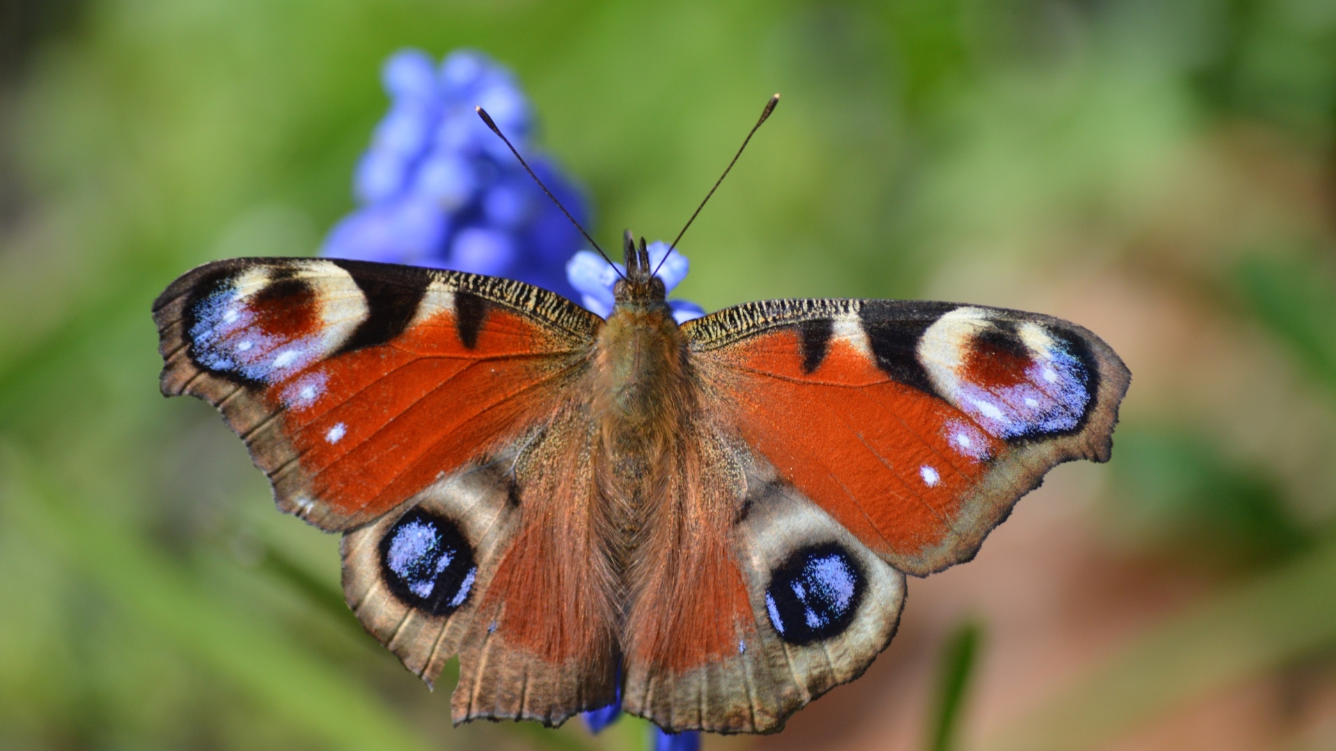 Красивая бабочка павлиний глаз сидит на цветке