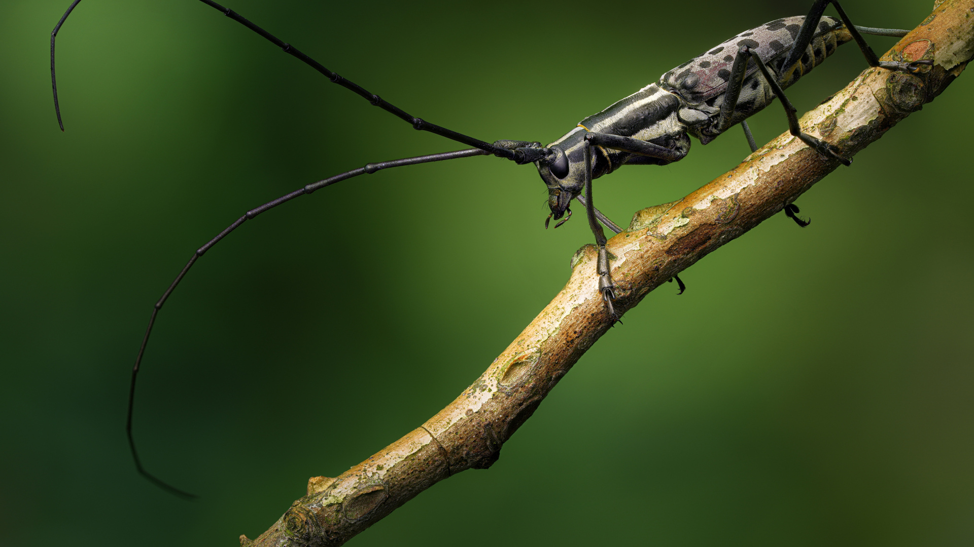 Жук с длинными черными усами на ветке дерева