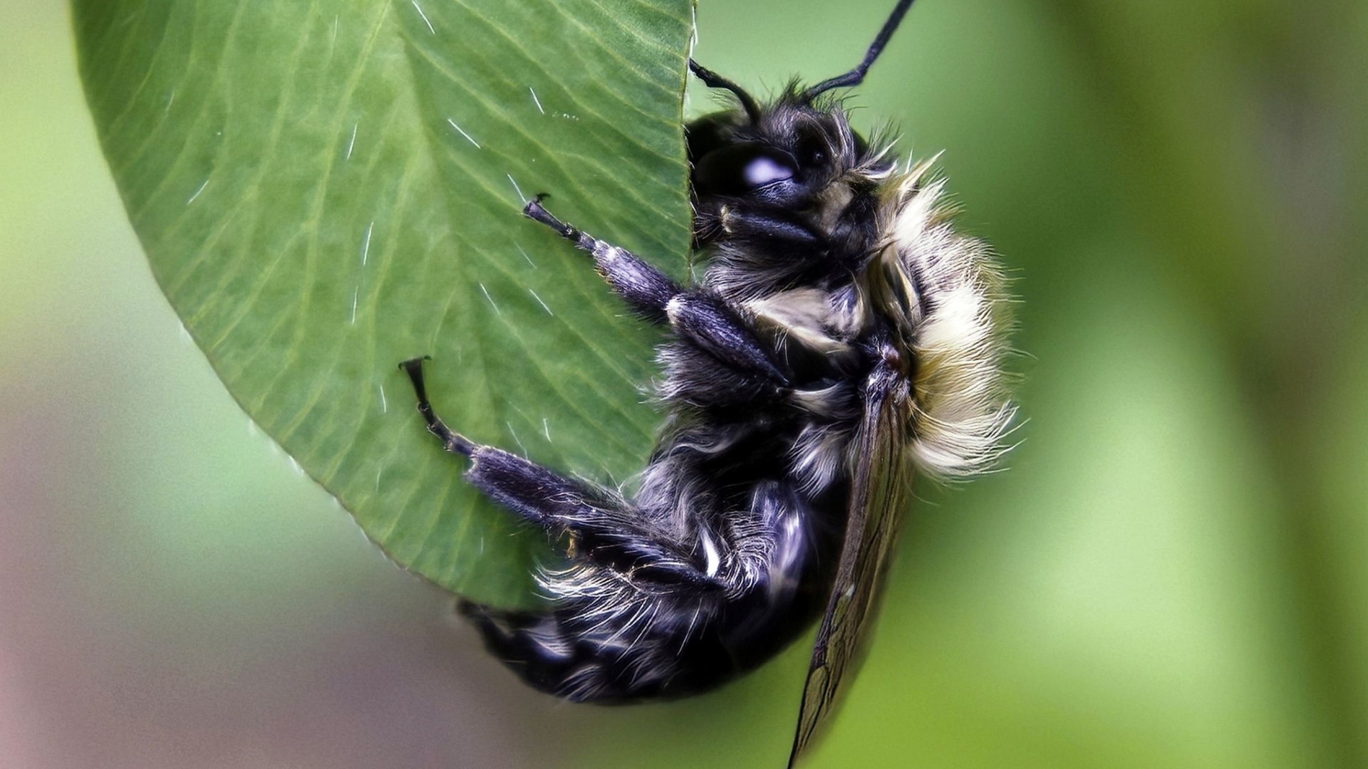 Большая пчела сидит на зеленом листке 